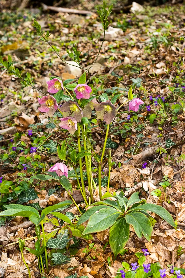 Lenten Rose (Helleborus Orientalis) — the plant is deer and rabbit-resistant; some with charming speckles or picotee edges