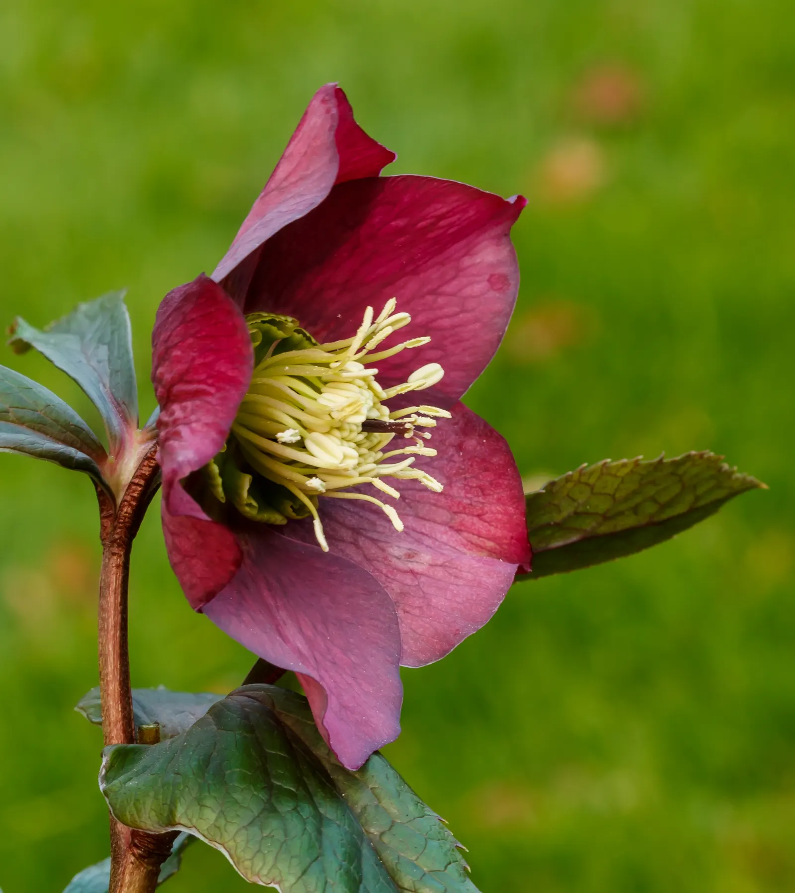 Lenten Rose (Helleborus Orientalis) — perennial with green and pink and red and white blooms; with a bloom size averaging 2 to 3 inches in diameter