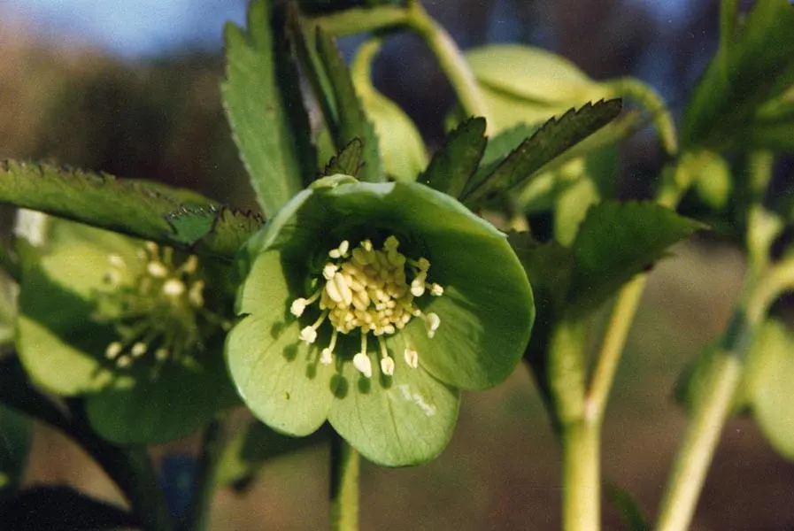 Lenten Rose (Helleborus Orientalis) — Resilient in USDA zones 4-9, it's deer-resistant and offers sustained interest beneath deciduous trees; is a perennial