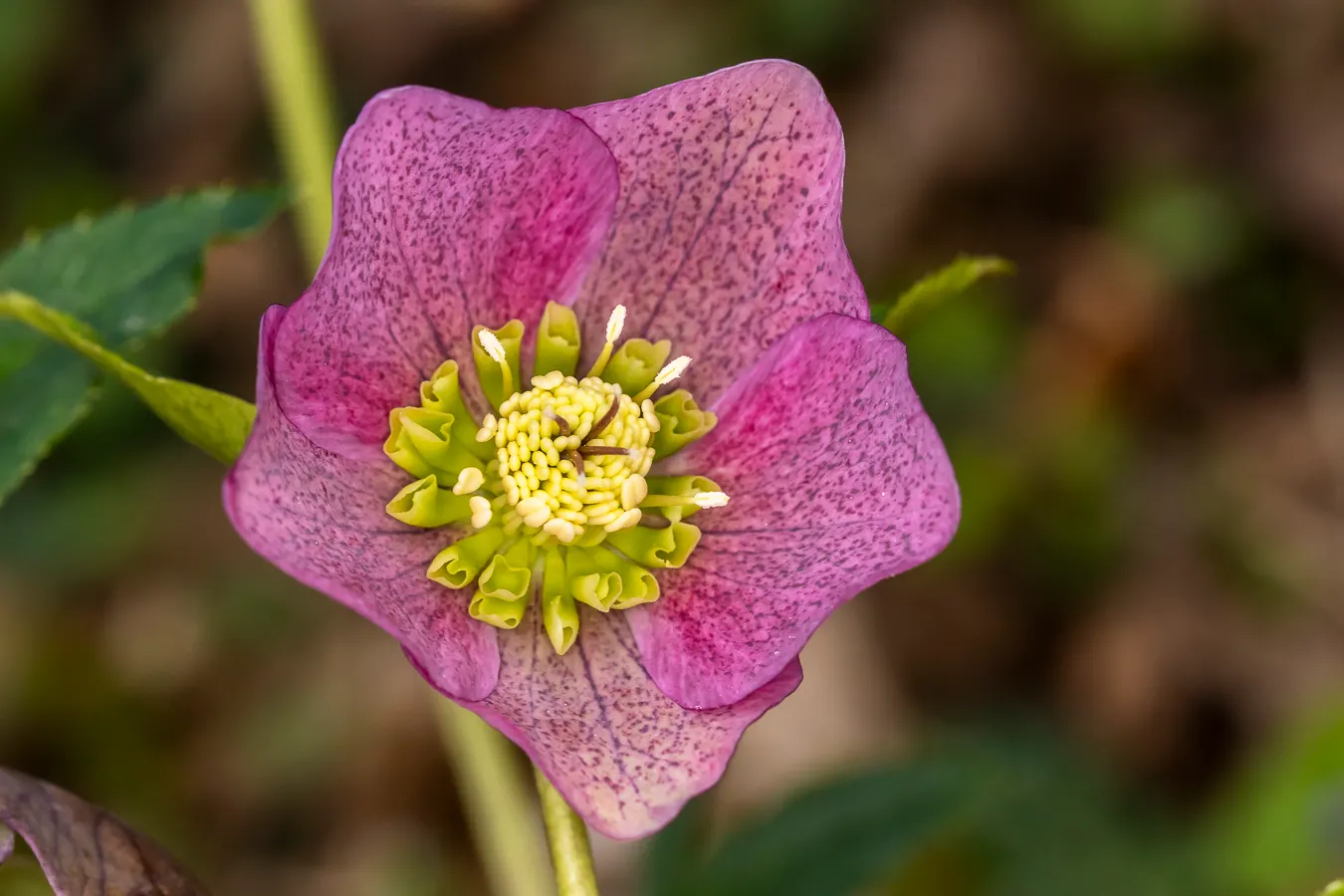 Lenten Rose (Helleborus Orientalis) — With glossy, evergreen foliage, it thrives in partial to full shade and well-drained soil; which bloom from February to