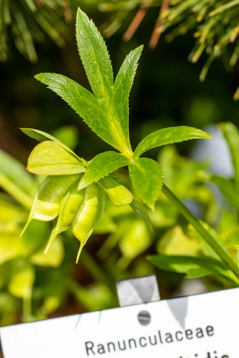 Lenten Rose (Helleborus Orientalis) — dark green leaves divided into seven to nine segments; for the discerning client, image 82
