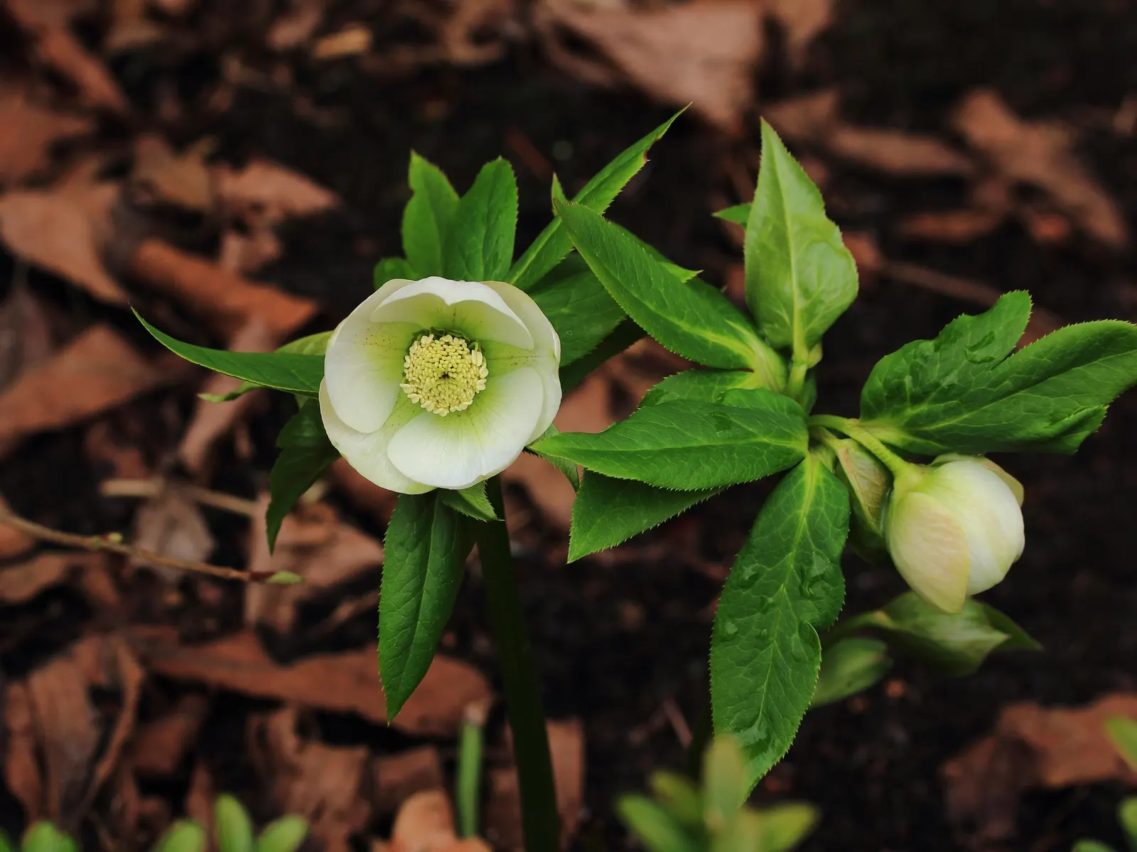 Lenten Rose (Helleborus Orientalis) — The blossoms can range in hue from whites and pinks to deep purples