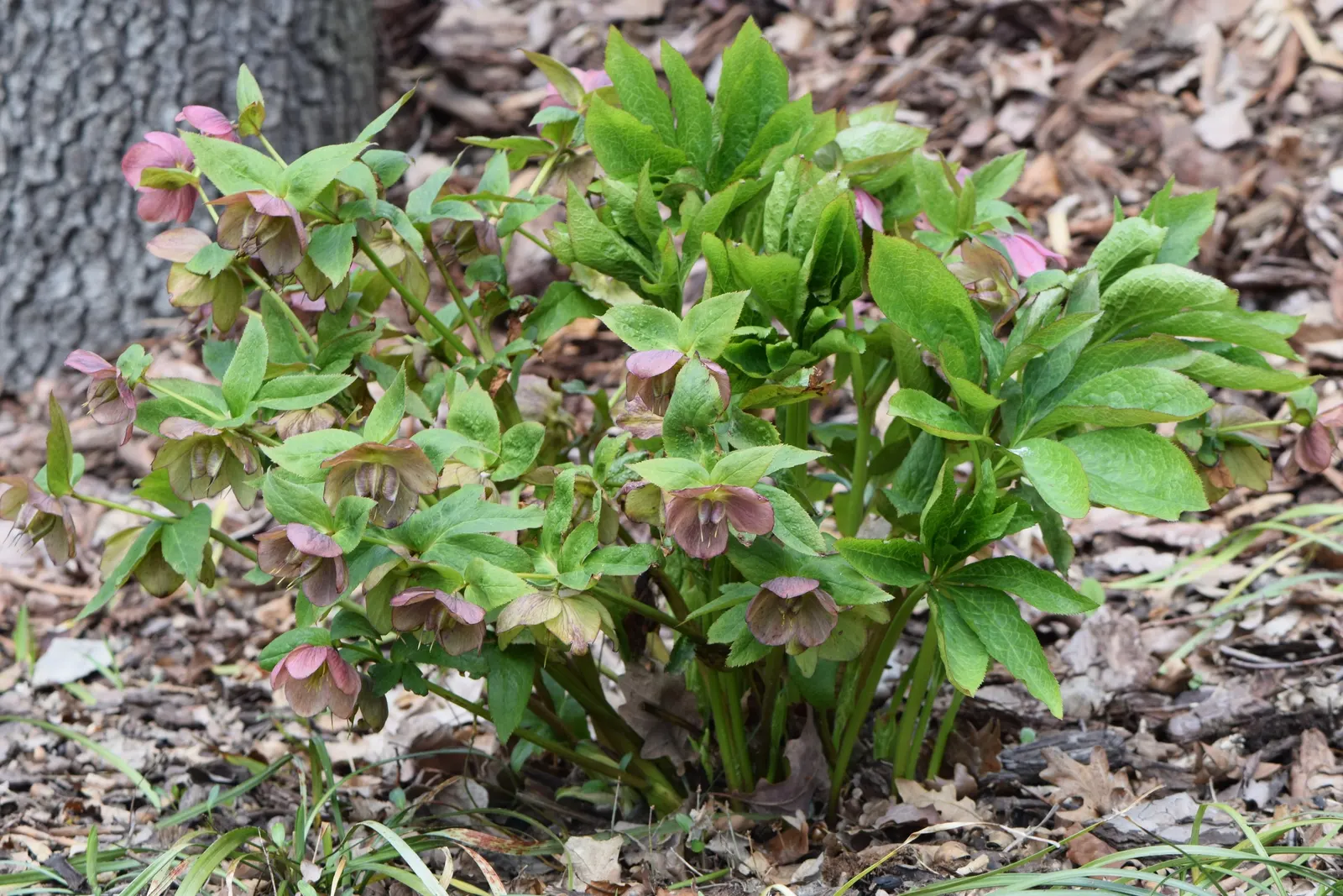 Lenten Rose (Helleborus Orientalis) — this plant is noted for its resilience and low-maintenance nature; the blossoms can range in hue from whites and pinks to