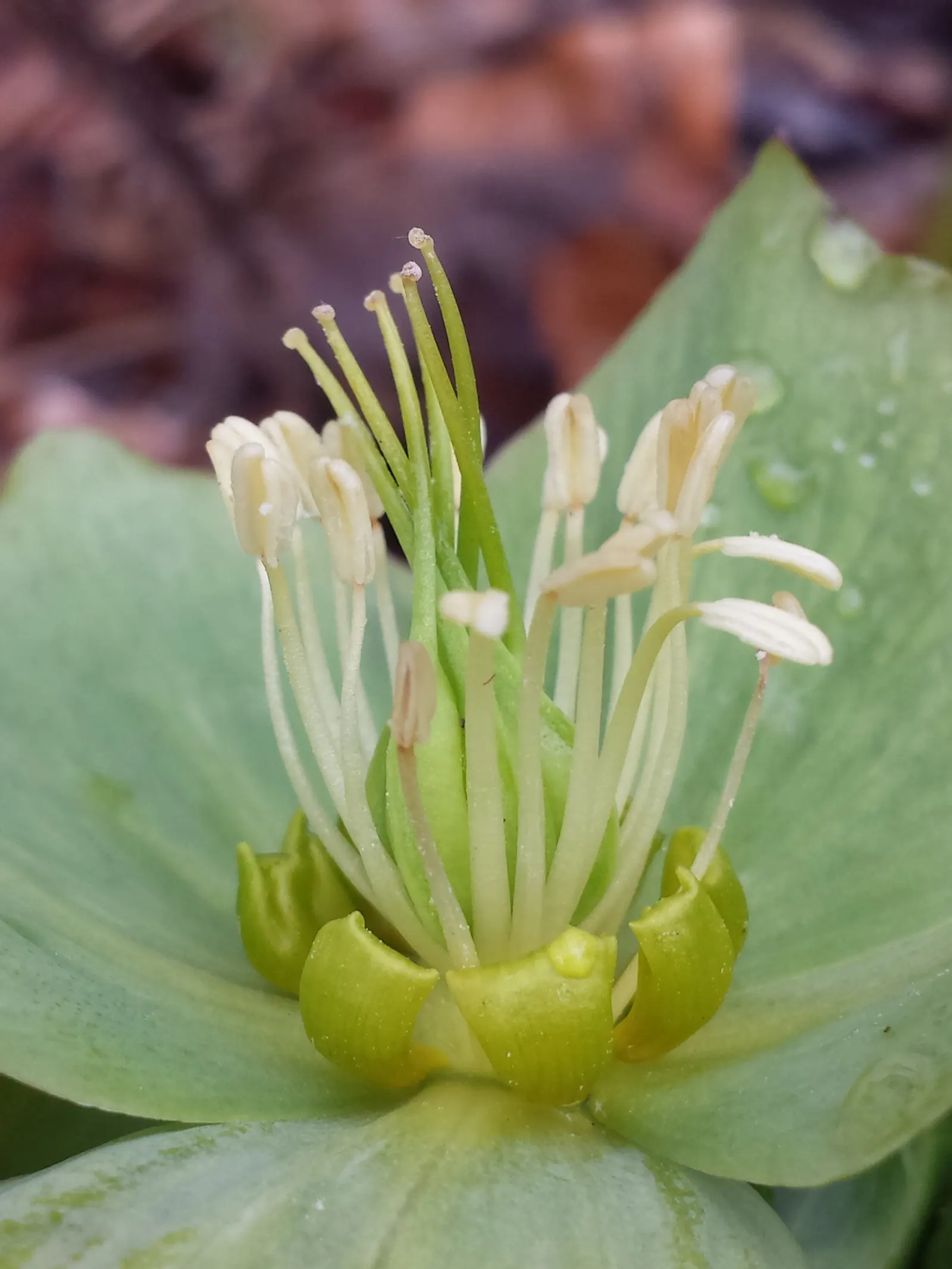 Lenten Rose (Helleborus Orientalis) — green and pink and red and white flowers in the garden; is a captivating perennial that brings muted elegance, image 94