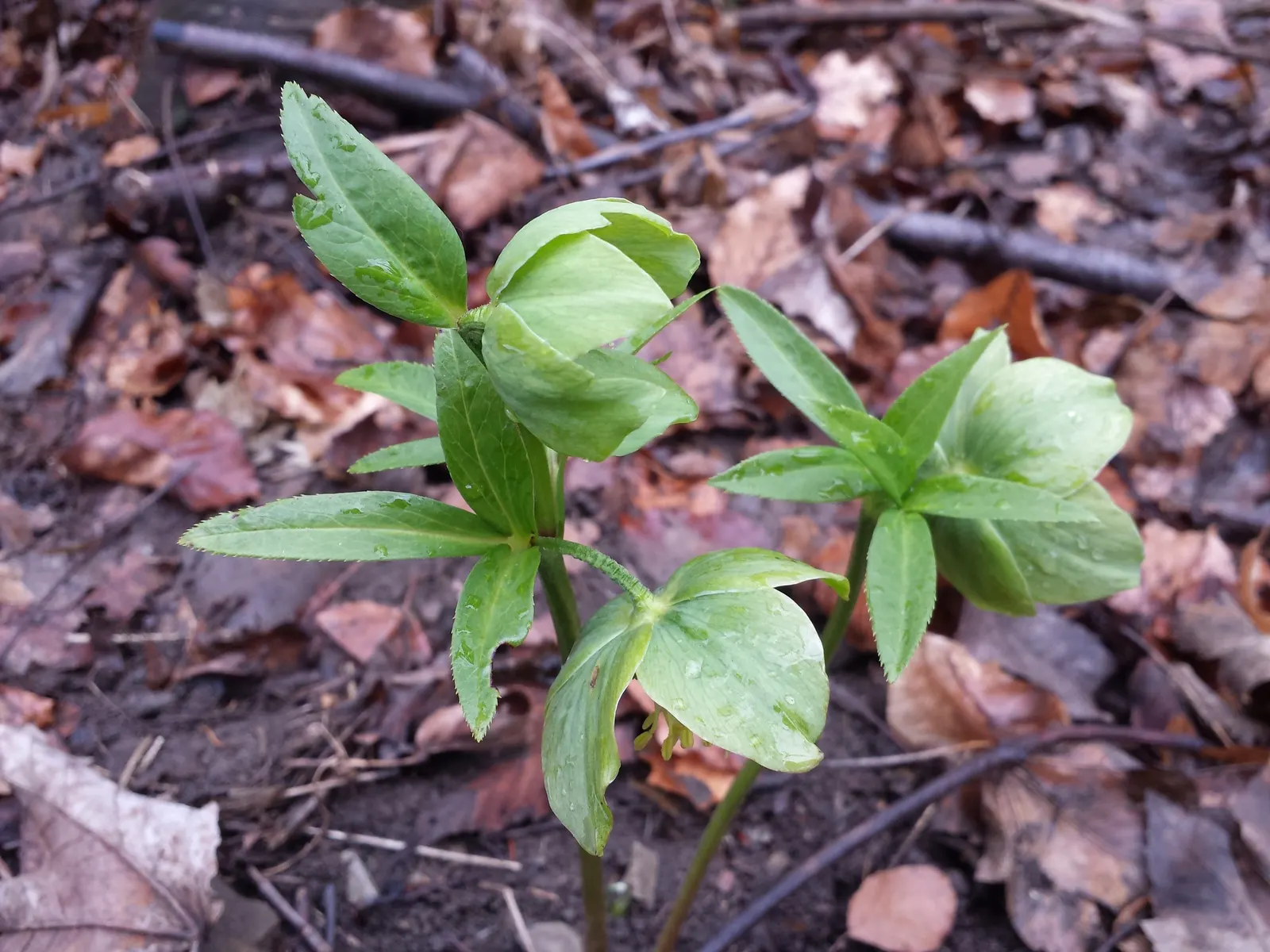 Lenten Rose (Helleborus Orientalis) — With glossy, evergreen foliage, it thrives in partial to full shade and well-drained soil; which bloom from, image 74