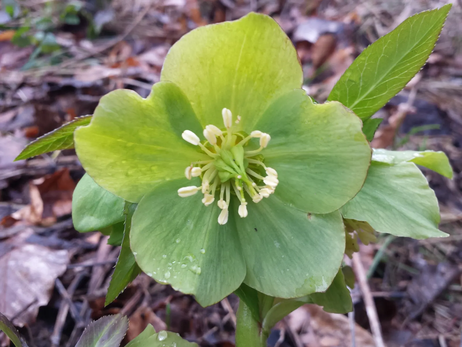Lenten Rose (Helleborus Orientalis) — green and pink and red and white flowers in the garden; is a captivating perennial that brings muted elegance, image 70