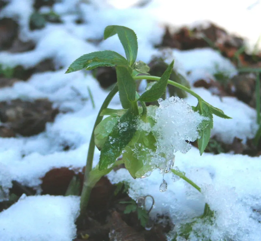 Lenten Rose (Helleborus Orientalis) — is a captivating perennial that brings muted elegance and interest to the late winter and early spring garden