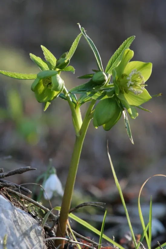 Lenten Rose (Helleborus Orientalis) — perennial for half or shade; and a serene yet striking contribution to the seasonal garden tableau, image 96