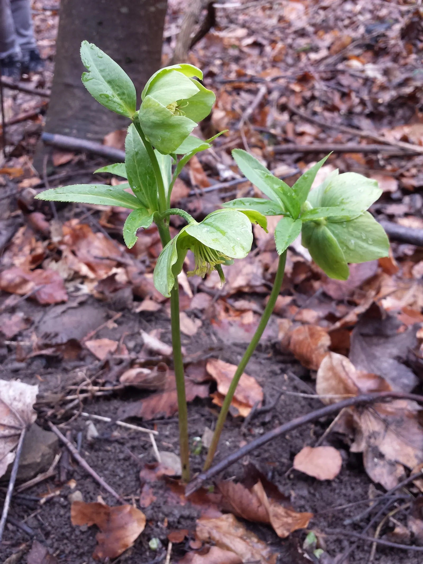 Lenten Rose (Helleborus Orientalis) — perennial with green and pink and red and white blooms; with a bloom size averaging 2 to 3 inches in diameter, image 71