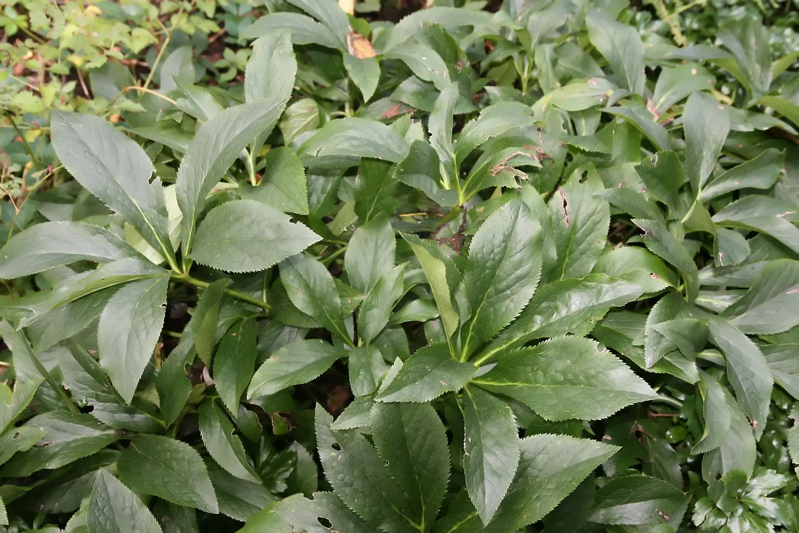 Lenten Rose (Helleborus Orientalis) — which bloom from February to April