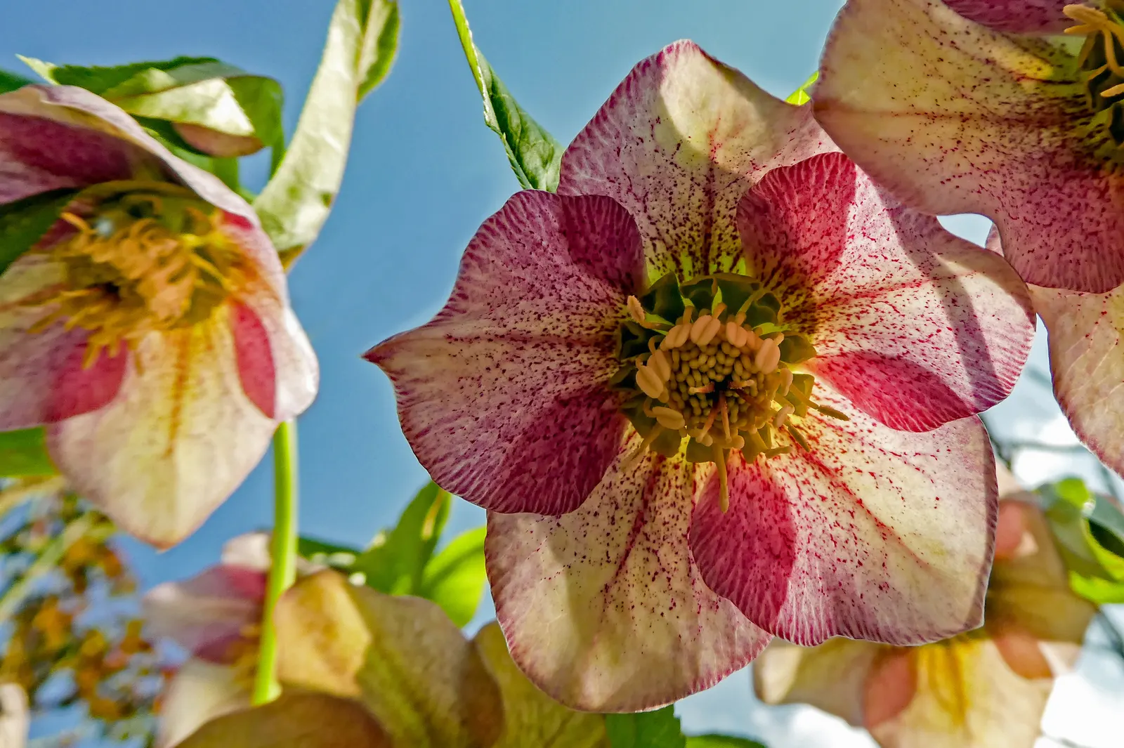 Lenten Rose (Helleborus Orientalis) — dark green leaves divided into seven to nine segments; for the discerning client