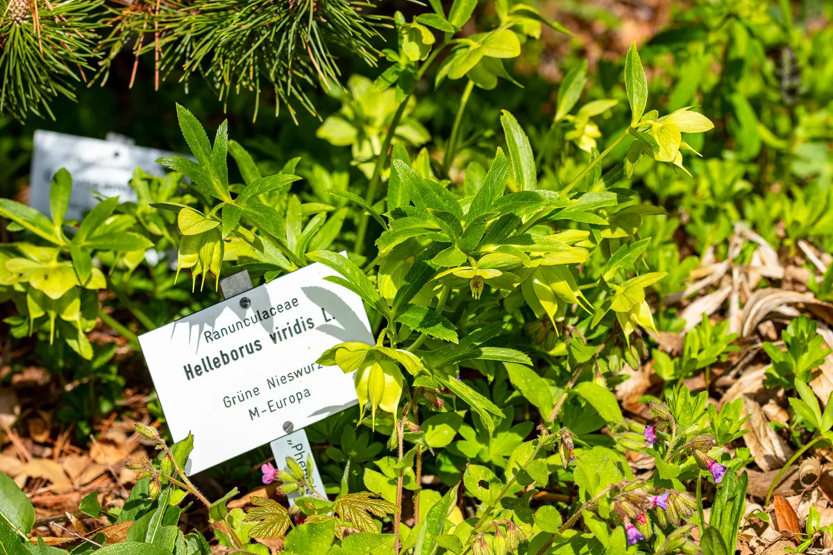 Lenten Rose (Helleborus Orientalis) — this plant is noted for its resilience and low-maintenance nature; the blossoms can range in hue from whites, image 81