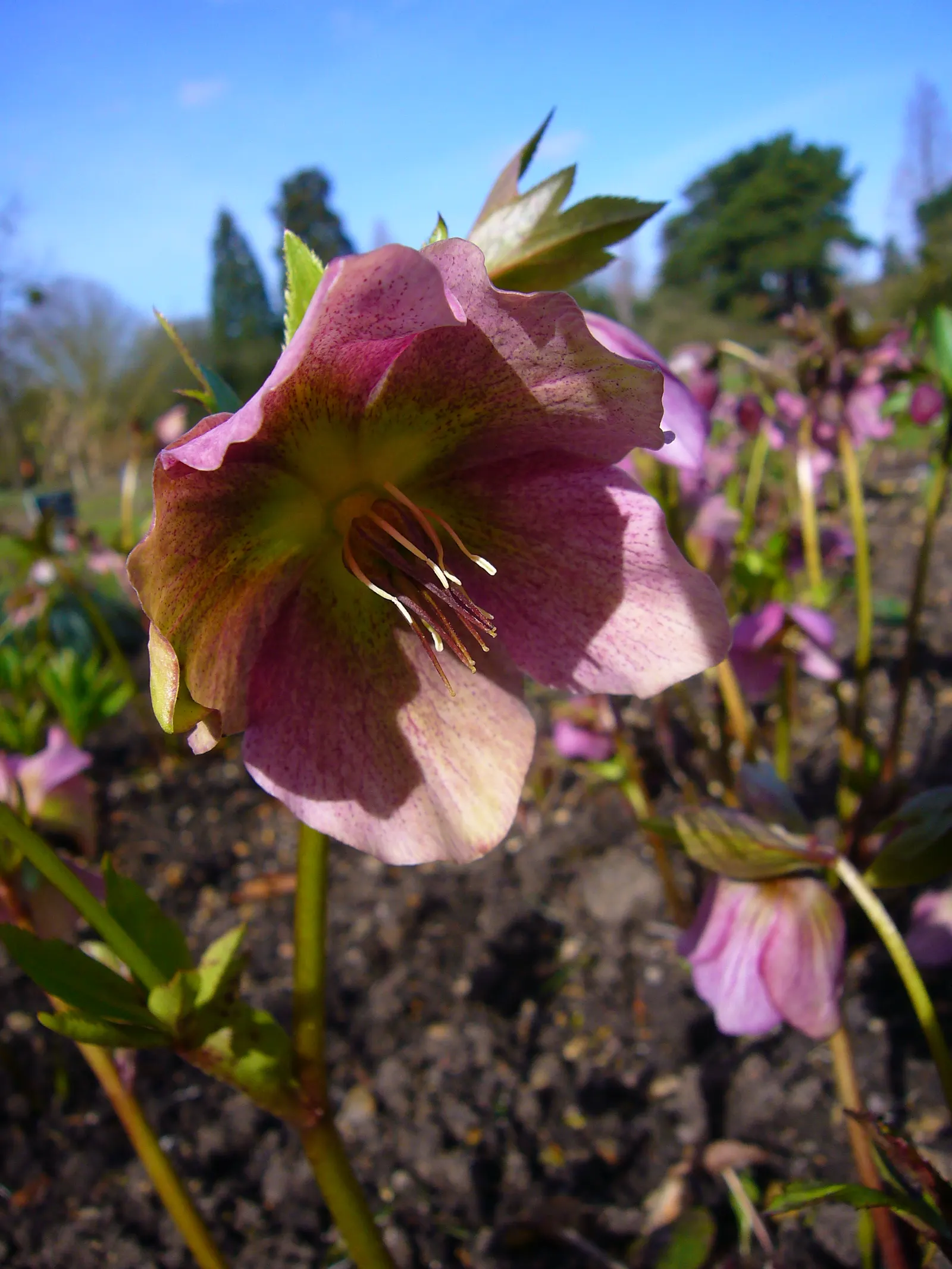 Lenten Rose (Helleborus Orientalis) — Resilient in USDA zones 4-9, it's deer-resistant and offers sustained interest beneath deciduous trees; is a, image 100