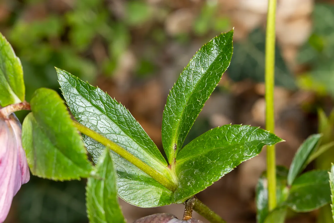 Lenten Rose (Helleborus Orientalis) — some with charming speckles or picotee edges