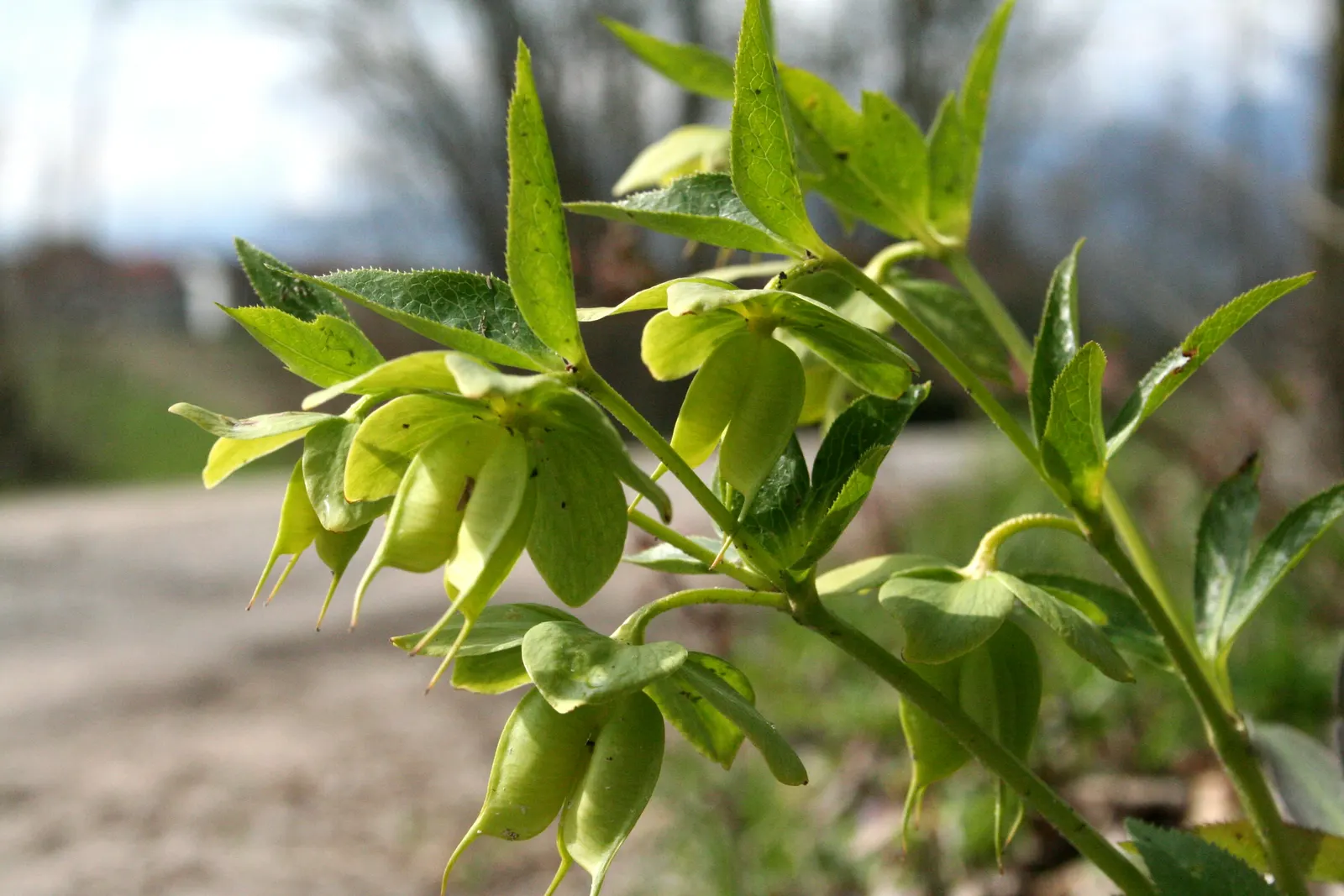 Lenten Rose (Helleborus Orientalis) — Ideal for temperate understory planting