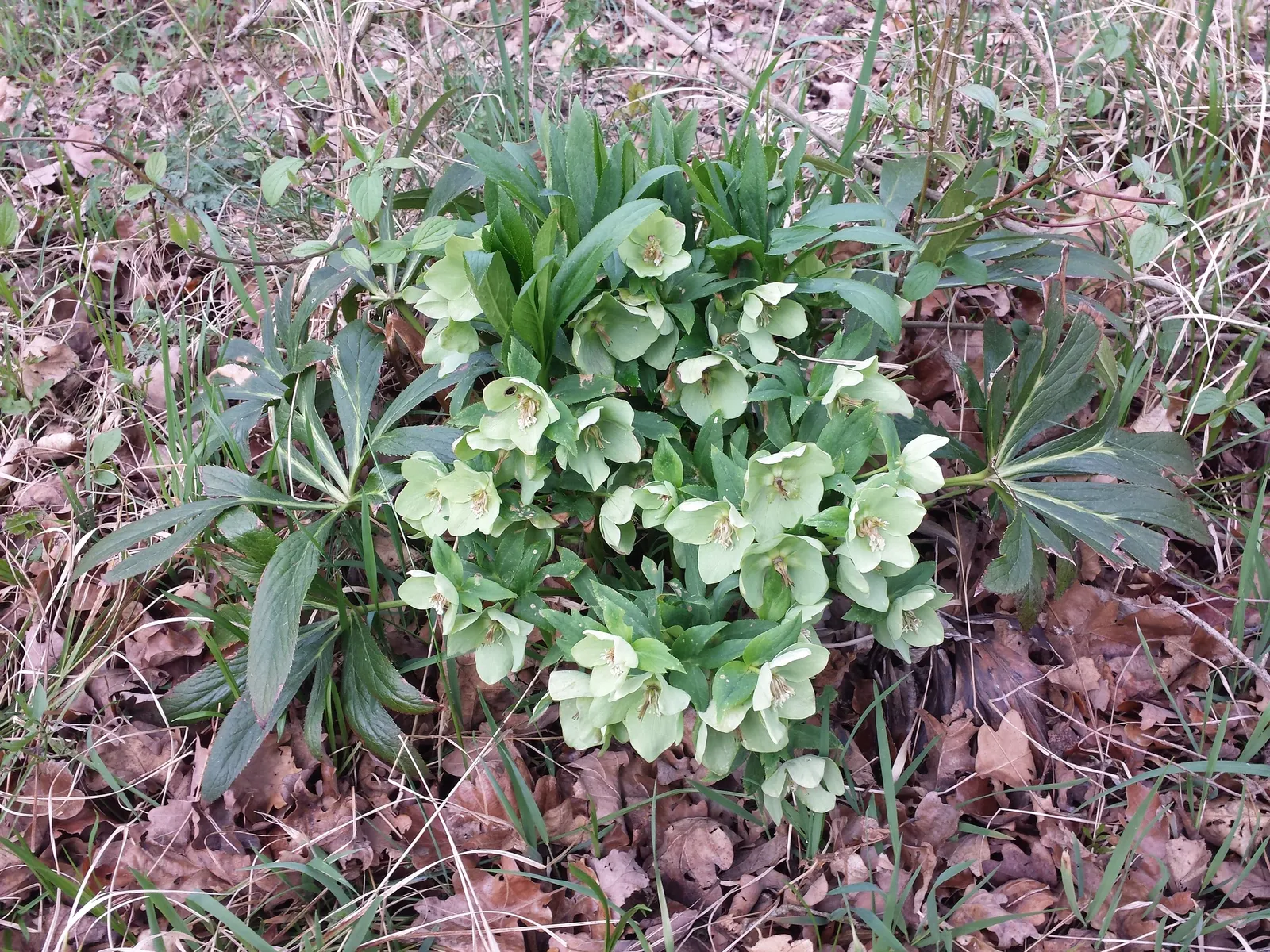Lenten Rose (Helleborus Orientalis) — It reaches 18-24 inches tall and wide, fitting well in woodland gardens; it harmoniously pairs with ferns, image 99