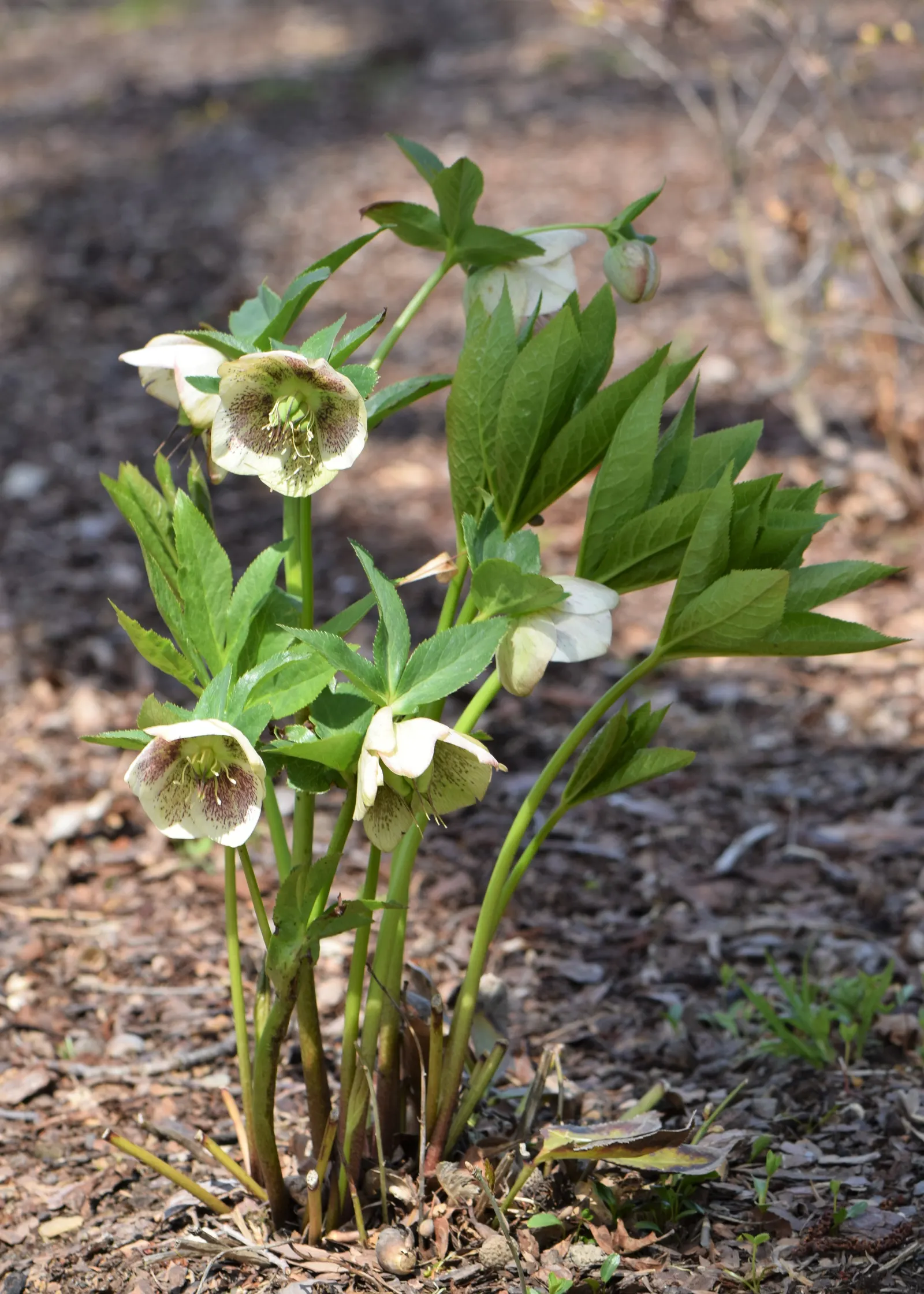 Lenten Rose (Helleborus Orientalis) — scientifically known as Helleborus orientalis