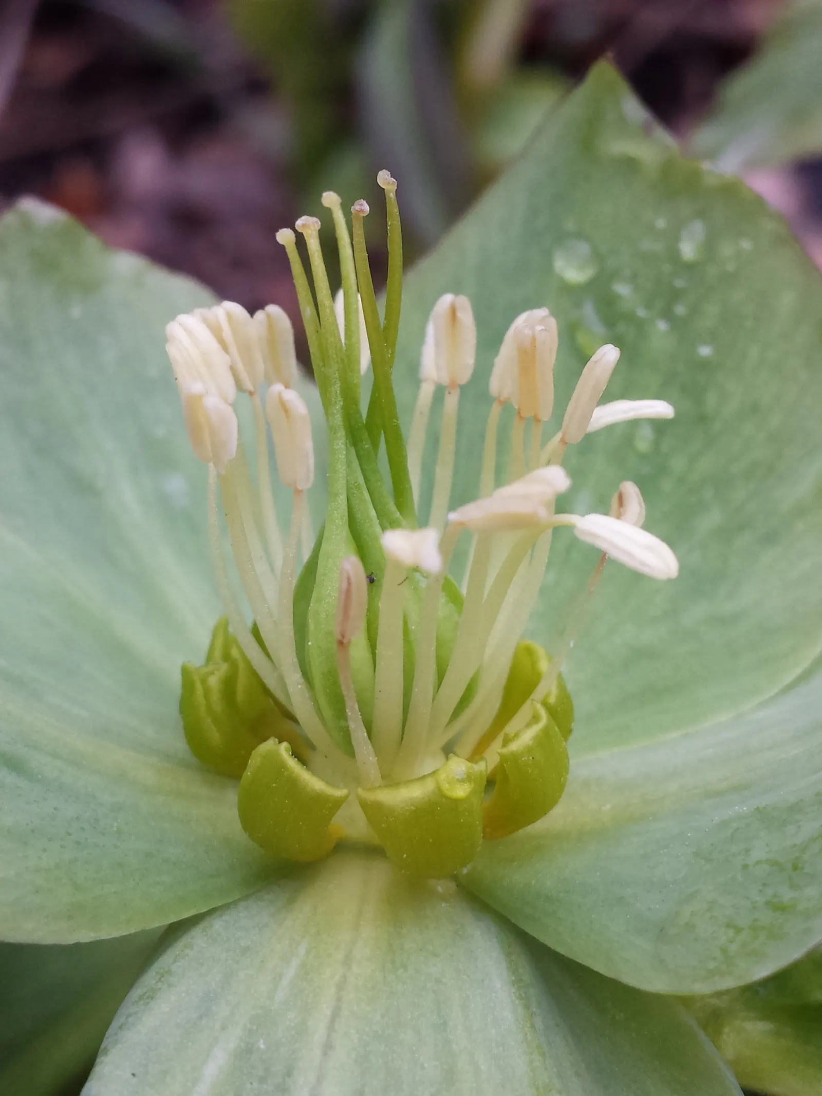 Lenten Rose (Helleborus Orientalis) — It appreciates a sheltered position with dappled sunlight, though it is adept at tolerating full shade, image 63