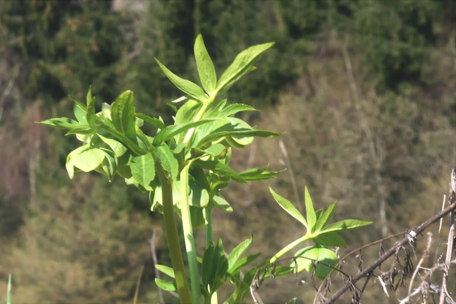 Lenten Rose (Helleborus Orientalis) — With a bloom size averaging 2 to 3 inches in diameter; perennial with green and pink and red and white blooms, image 86