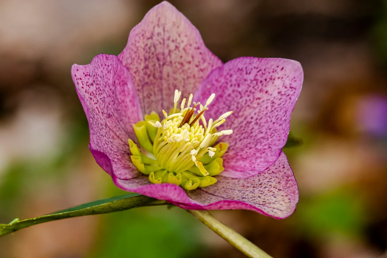 Lenten Rose (Helleborus Orientalis) — the plant is deer and rabbit-resistant