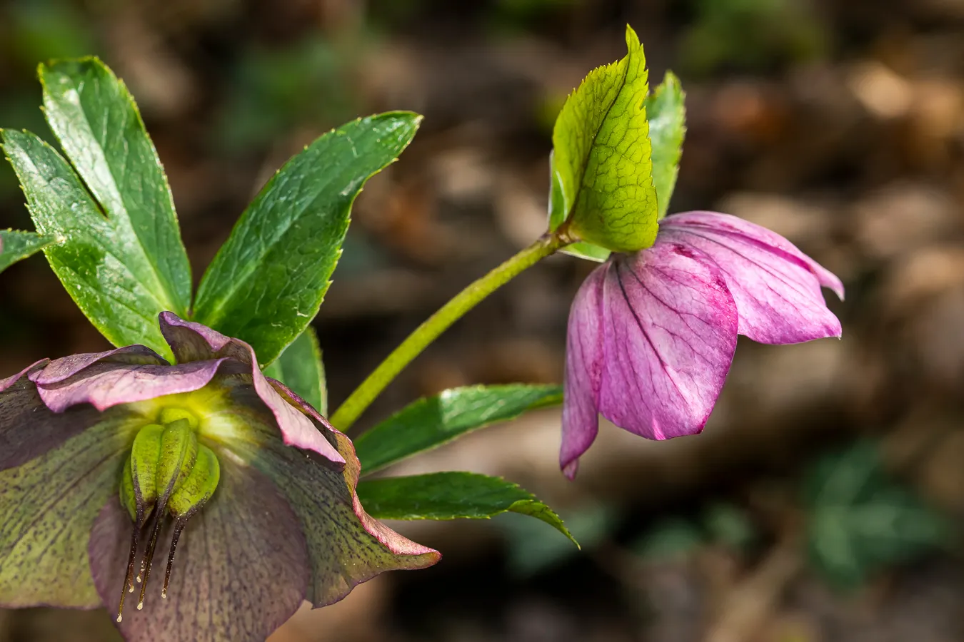 Lenten Rose (Helleborus Orientalis) — some with charming speckles or picotee edges; the plant is deer and rabbit-resistant