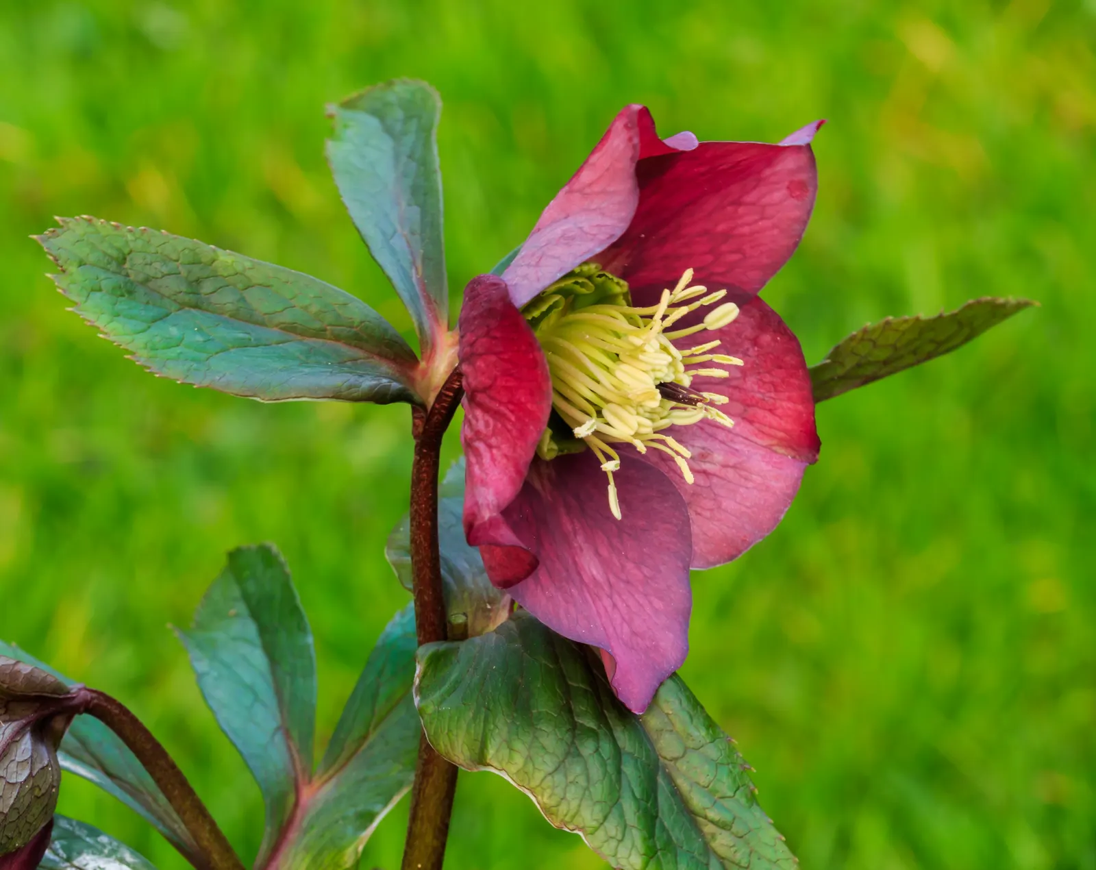 Lenten Rose (Helleborus Orientalis) — Resilient in USDA zones 4-9, it's deer-resistant and offers sustained interest beneath deciduous trees; is a, image 52