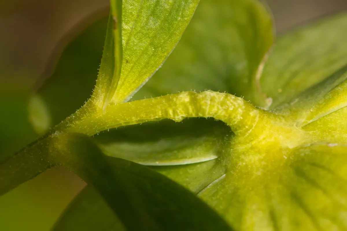 Lenten Rose (Helleborus Orientalis) — which bloom from February to April; with glossy, evergreen foliage, it thrives in partial to full shade and, image 83