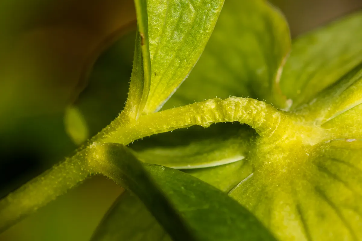 Lenten Rose (Helleborus Orientalis) — Growing to a modest height of approximately 18 to 24 inches with a similar spread; ideal for temperate, image 80