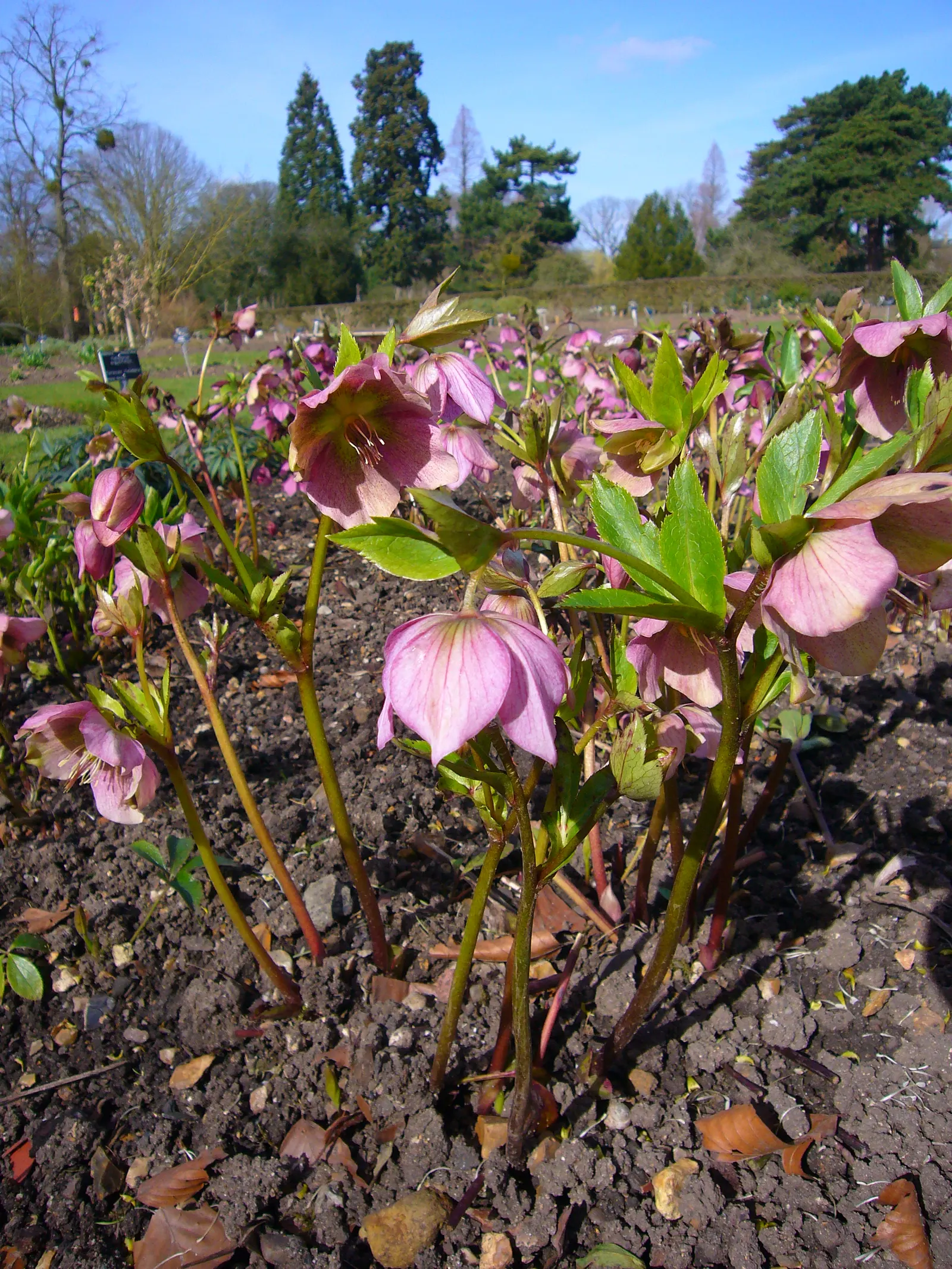 Lenten Rose (Helleborus Orientalis) — Ideal for temperate understory planting; growing to a modest height of approximately 18 to 24 inches with a, image 101