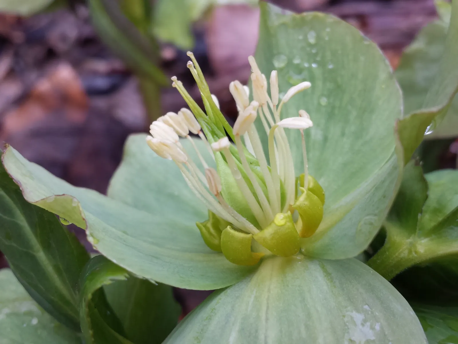 Lenten Rose (Helleborus Orientalis) — and a serene yet striking contribution to the seasonal garden tableau; perennial for half or shade, image 93