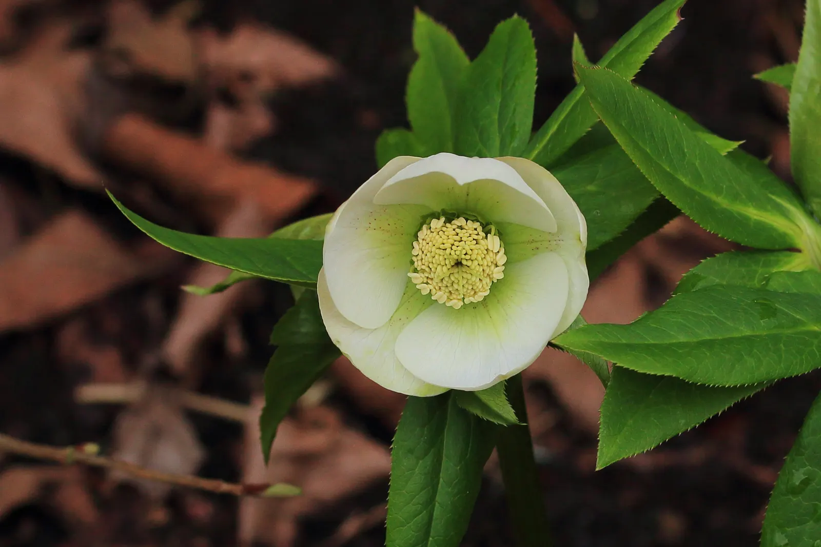 Lenten Rose (Helleborus Orientalis) — It reaches 18-24 inches tall and wide, fitting well in woodland gardens; it harmoniously pairs with ferns, image 51