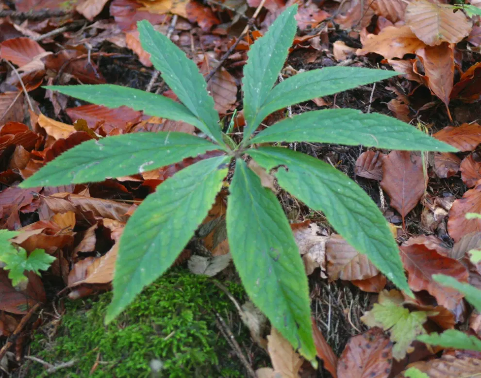 Lenten Rose (Helleborus Orientalis) — Resilient in USDA zones 4-9, it's deer-resistant and offers sustained interest beneath deciduous trees; is a, image 76