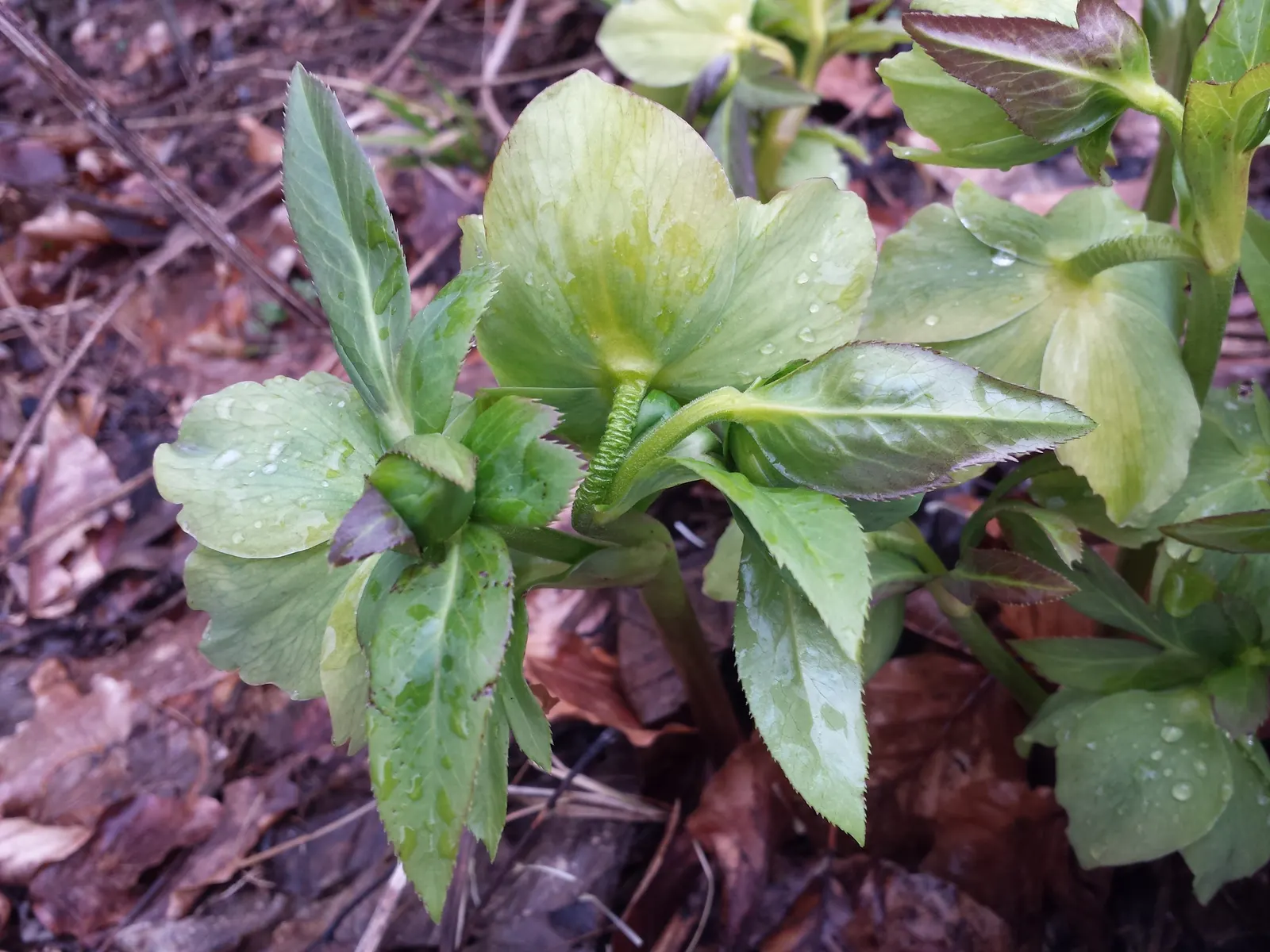 Lenten Rose (Helleborus Orientalis) — For the discerning client; dark green leaves divided into seven to nine segments, image 67