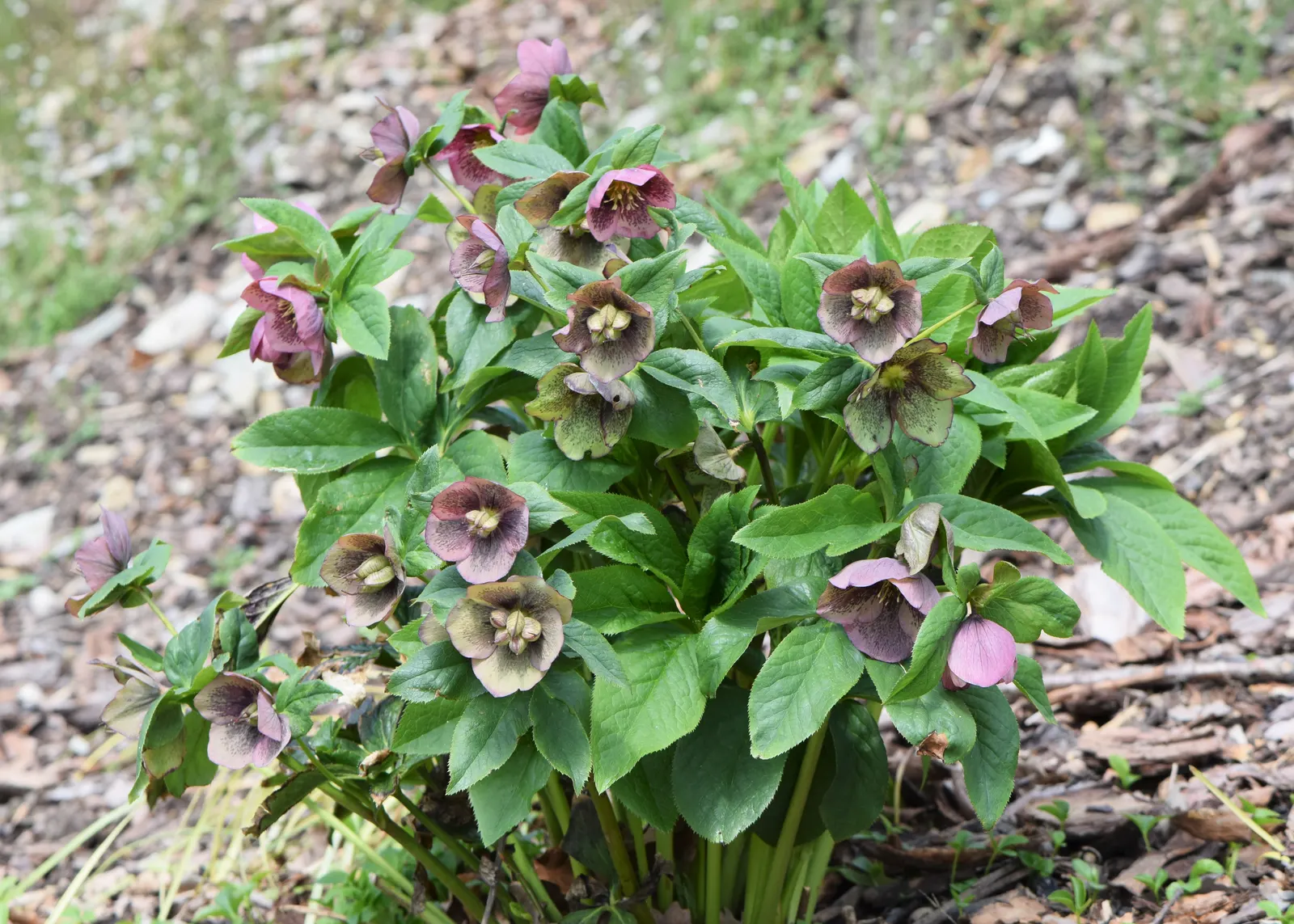 Lenten Rose (Helleborus Orientalis) — Resilient in USDA zones 4-9, it's deer-resistant and offers sustained interest beneath deciduous trees