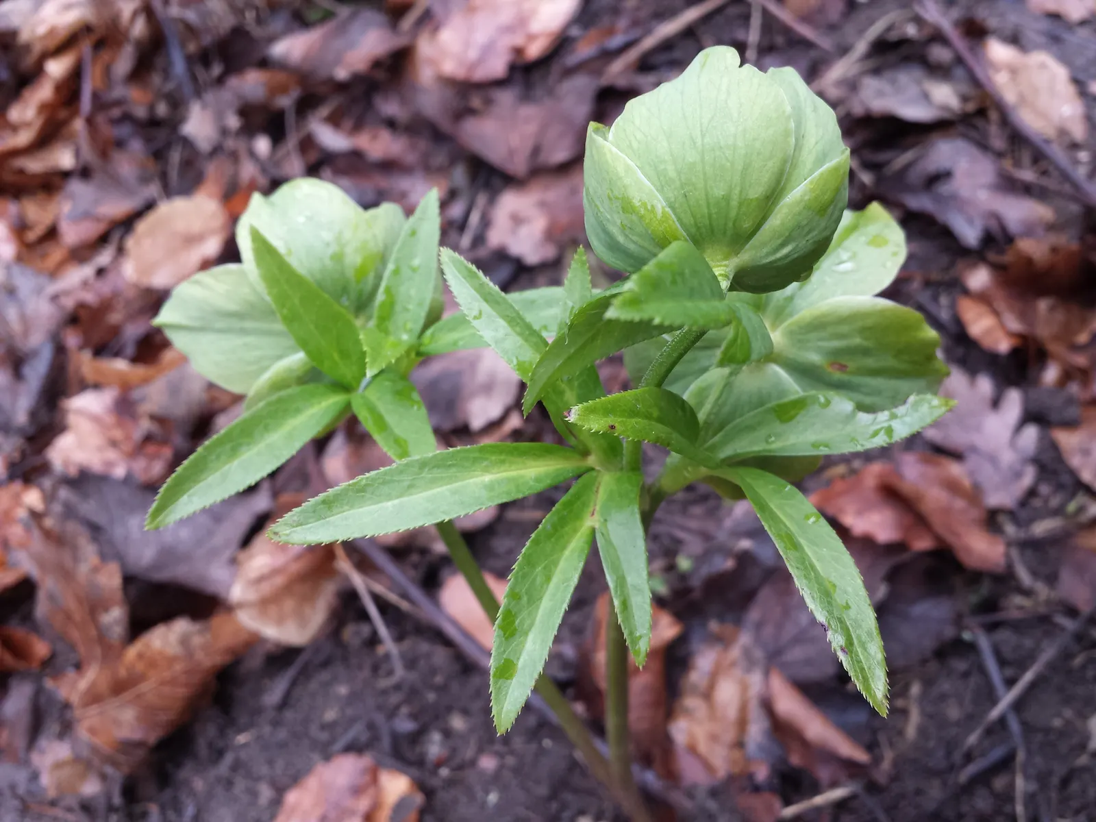 Lenten Rose (Helleborus Orientalis) — the plant is deer and rabbit-resistant; some with charming speckles or picotee edges, image 112