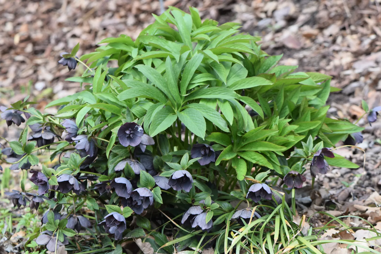Lenten Rose (Helleborus Orientalis) — With a bloom size averaging 2 to 3 inches in diameter; perennial with green and pink and red and white blooms