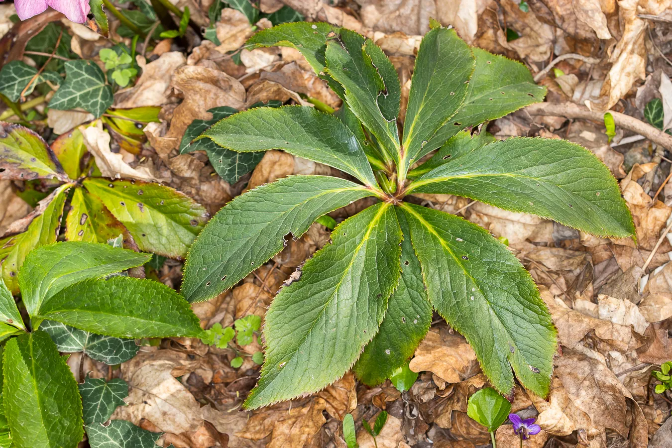 Lenten Rose (Helleborus Orientalis) — consider its potential as a ground cover or as an accent in woodland settings; this perennial offers enduring structure