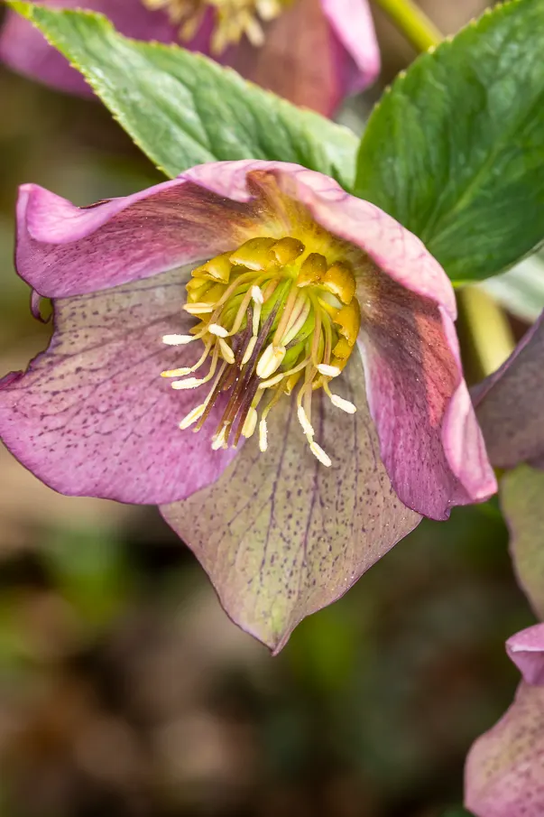 Lenten Rose (Helleborus Orientalis) — It harmoniously pairs with ferns, hostas, and other shade-loving perennials; it reaches 18-24 inches tall and wide