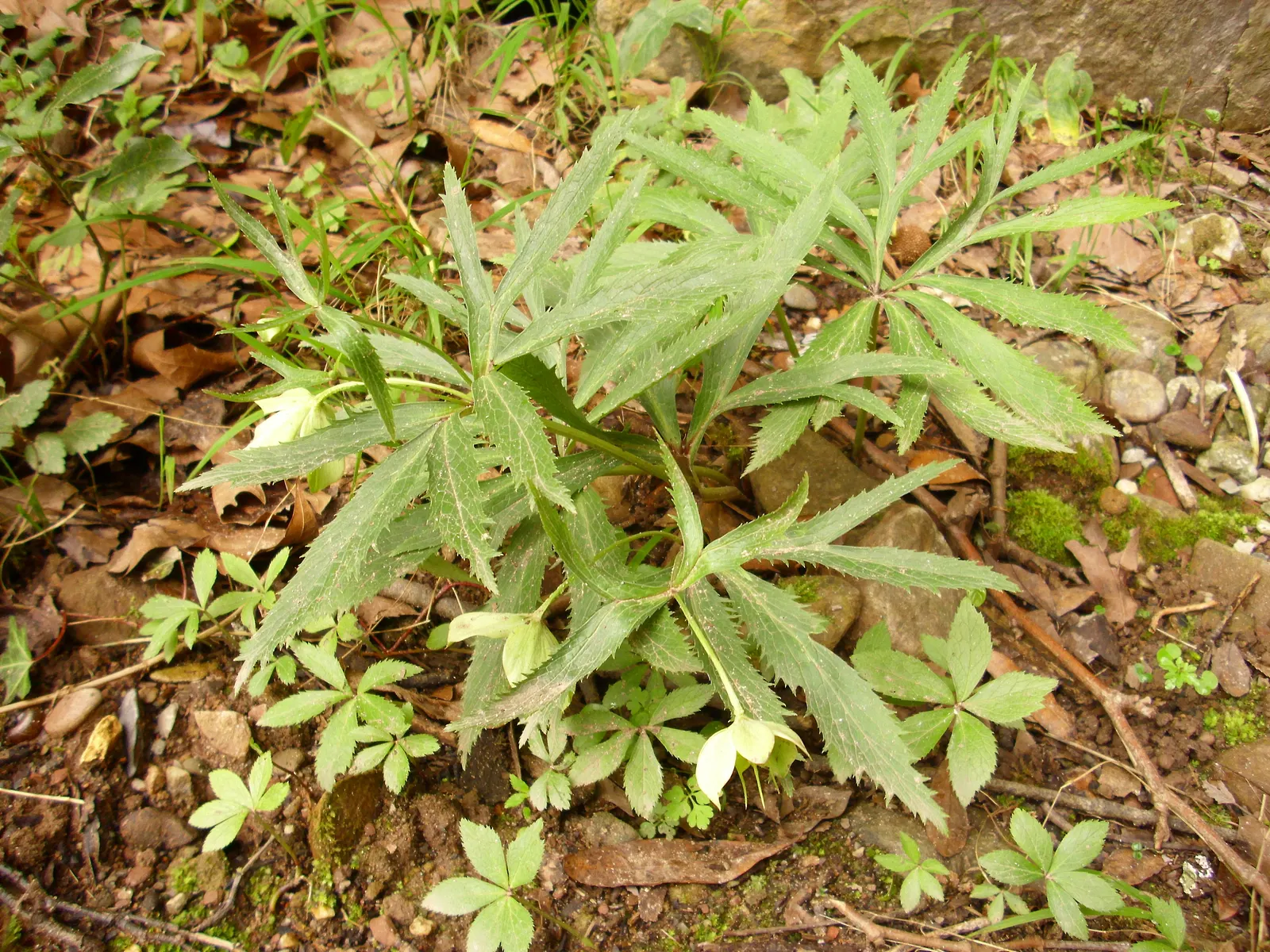 Lenten Rose (Helleborus Orientalis) — perennial for half or shade