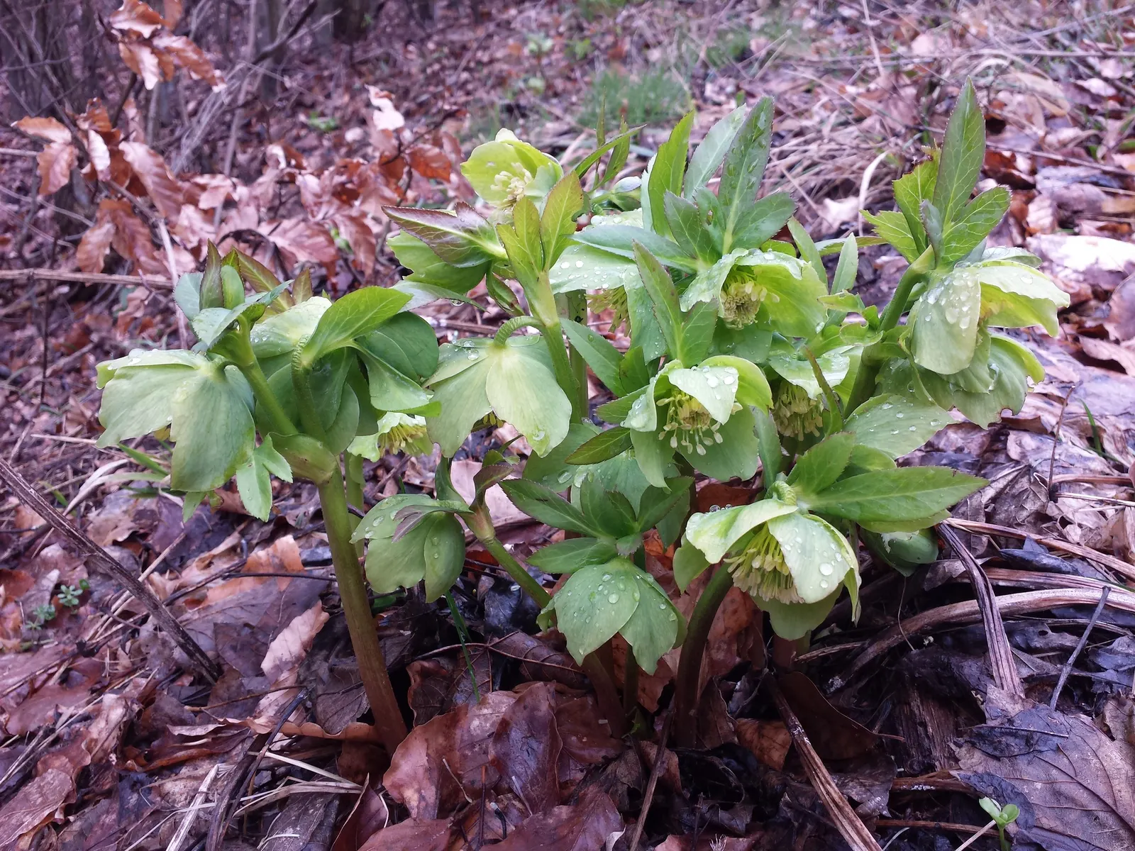 Lenten Rose (Helleborus Orientalis) — and a serene yet striking contribution to the seasonal garden tableau; perennial for half or shade, image 69