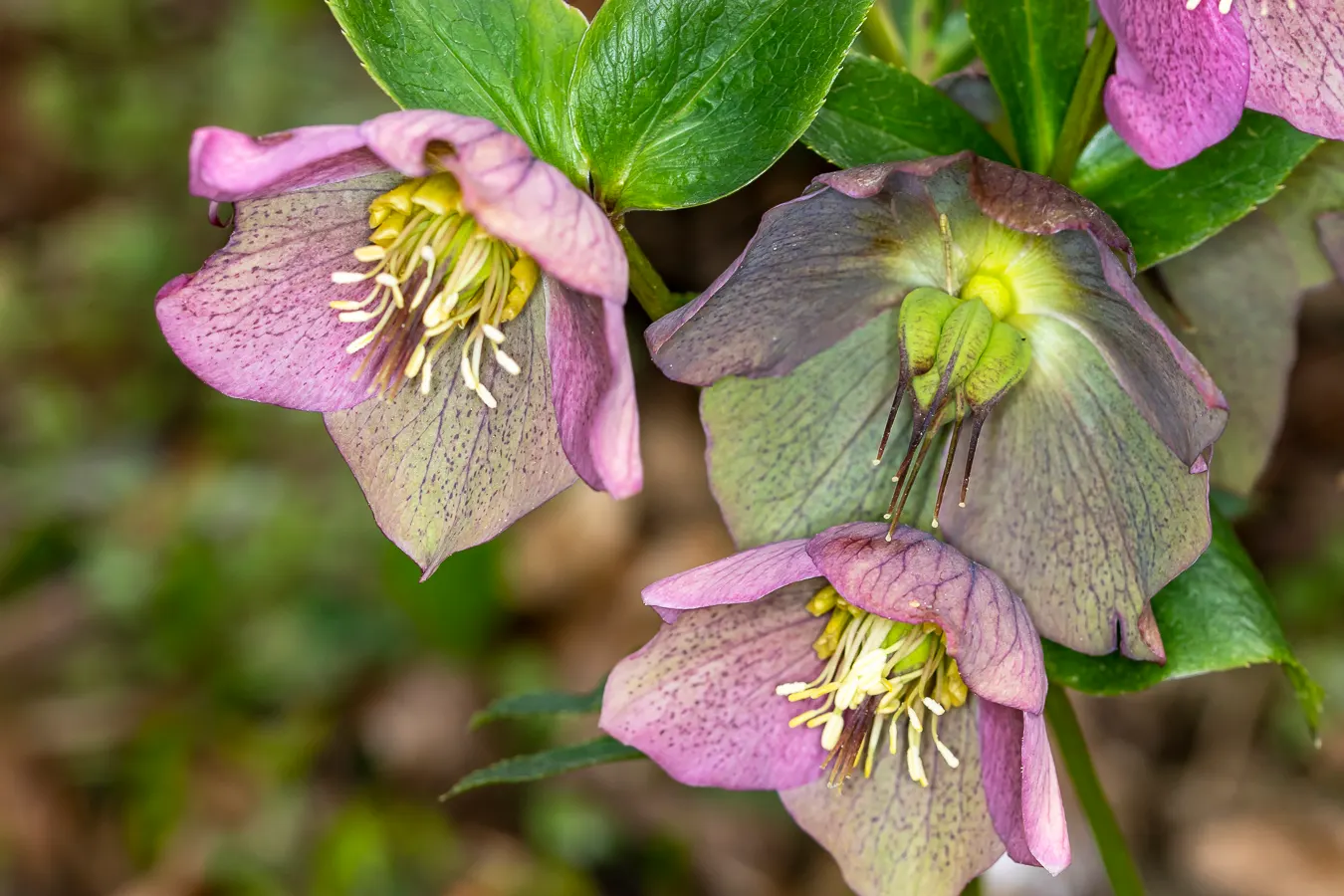 Lenten Rose (Helleborus Orientalis) — It appreciates a sheltered position with dappled sunlight, though it is adept at tolerating full shade; scientifically