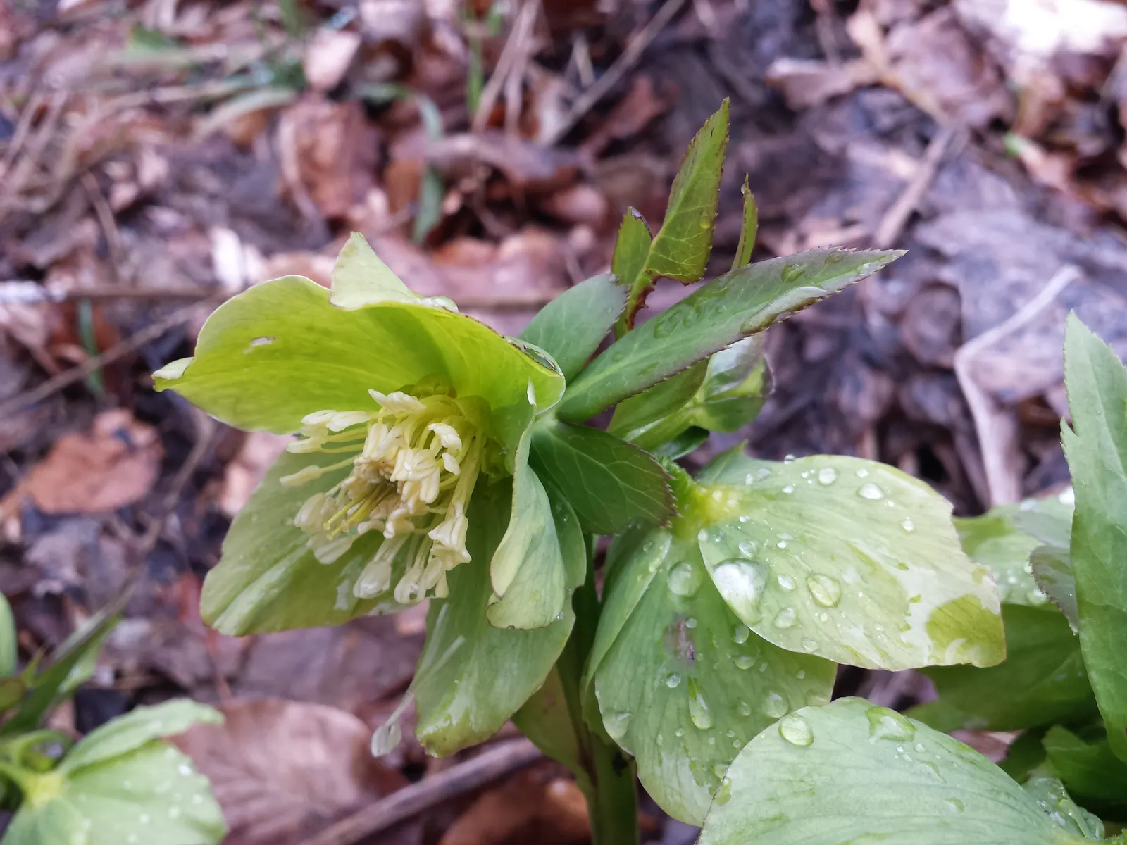 Lenten Rose (Helleborus Orientalis) — With glossy, evergreen foliage, it thrives in partial to full shade and well-drained soil; which bloom from, image 98