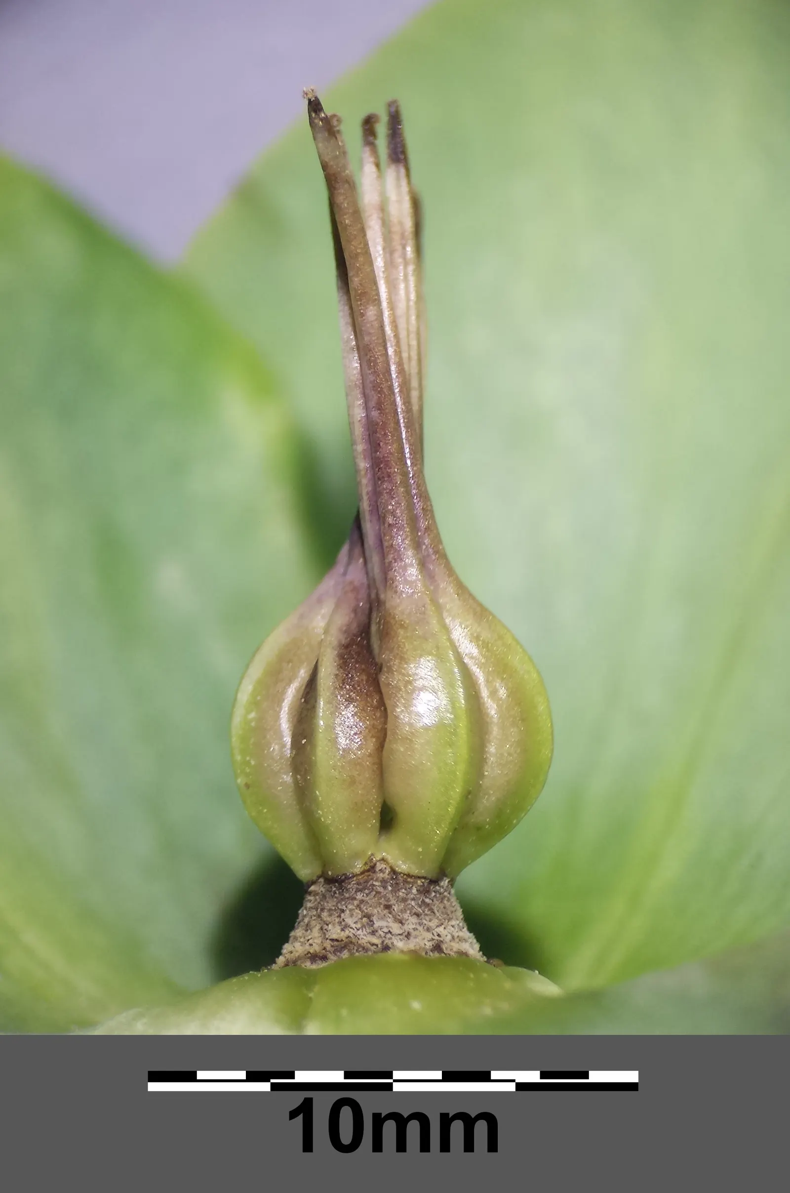 Lenten Rose (Helleborus Orientalis) — this perennial offers enduring structure