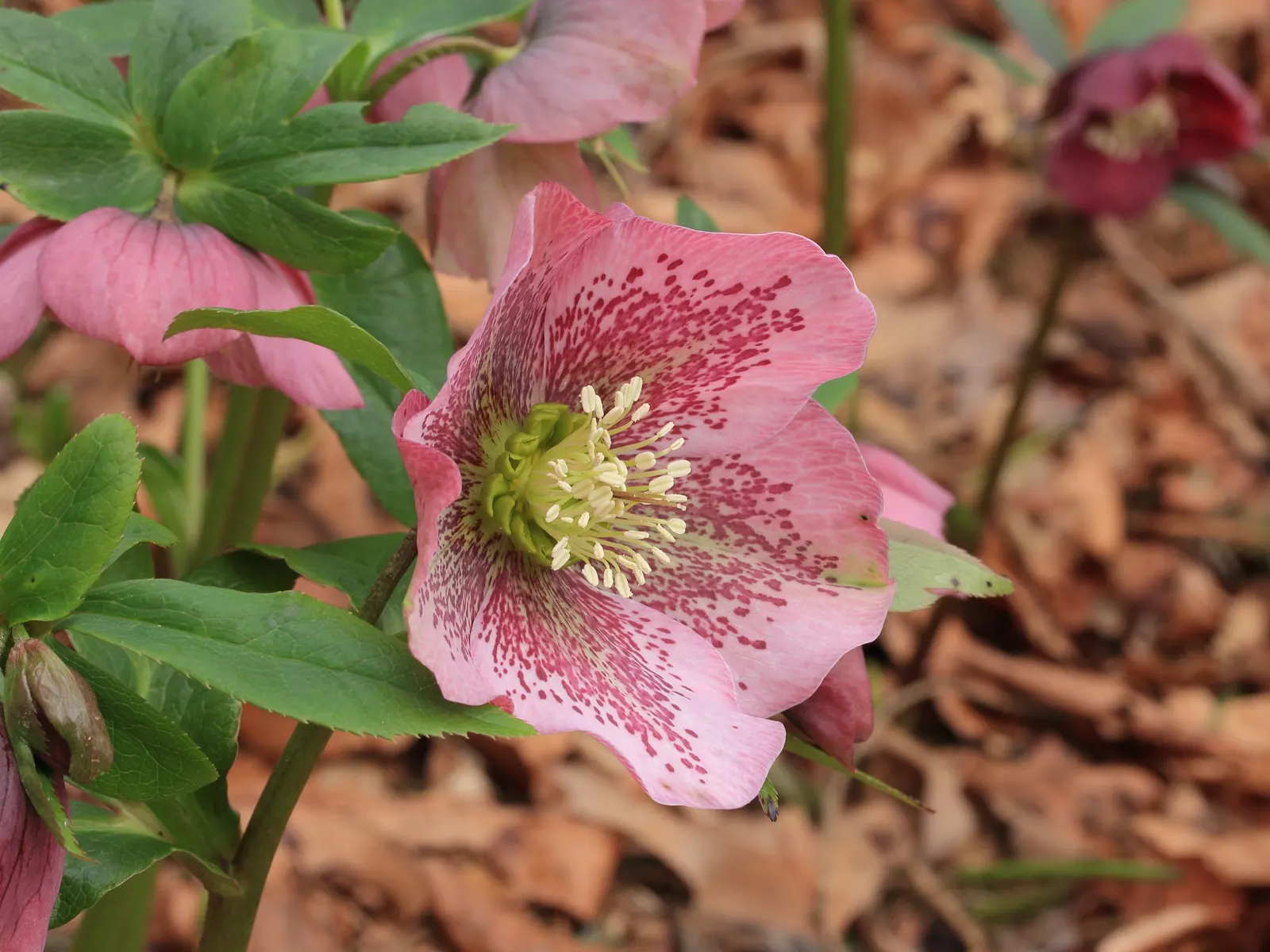 Lenten Rose (Helleborus Orientalis) — is a perennial favored for its early spring blooms in shades of pink; resilient in USDA zones 4-9, it's, image 49