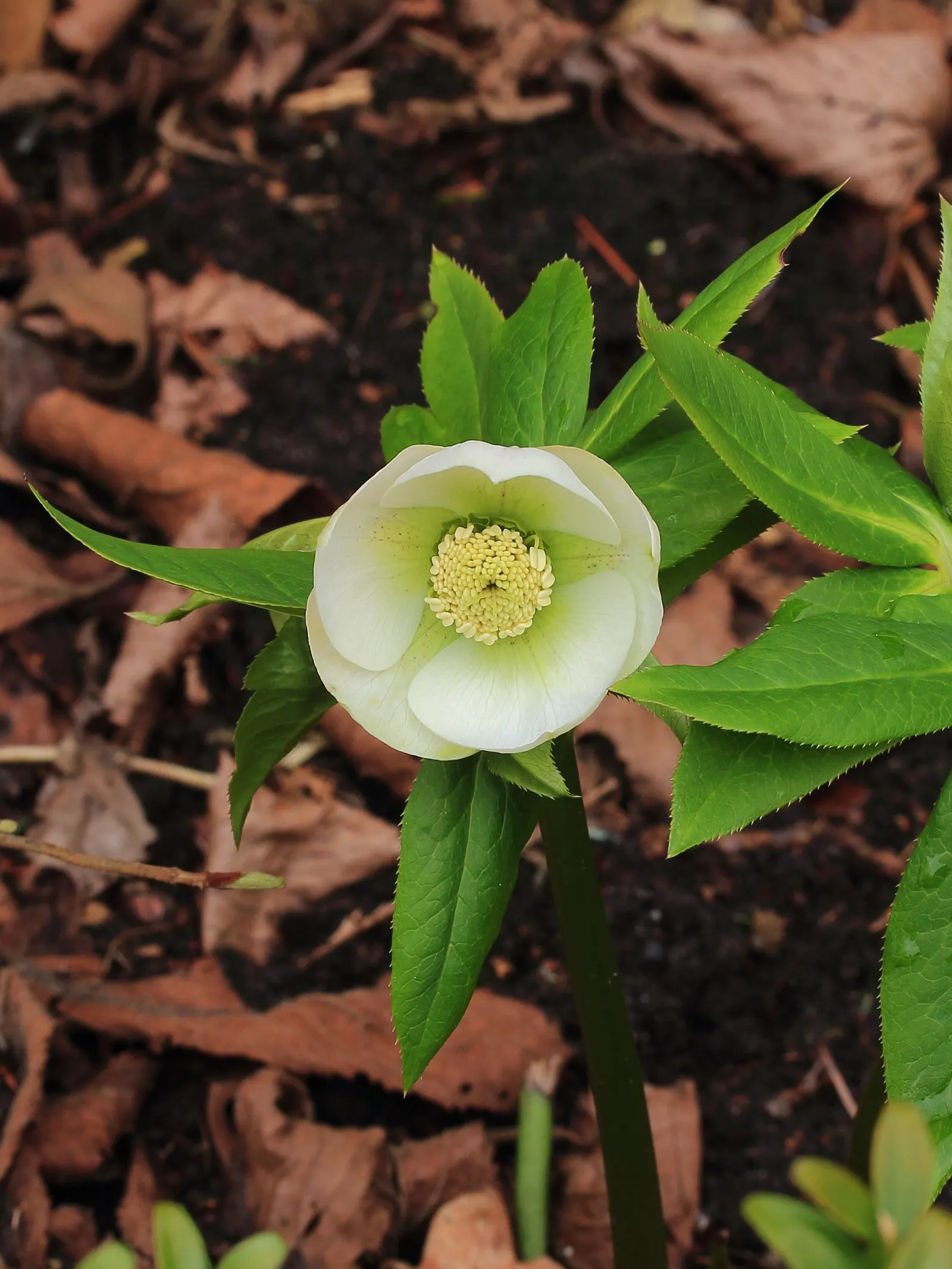 Lenten Rose (Helleborus Orientalis) — It appreciates a sheltered position with dappled sunlight, though it is adept at tolerating full shade