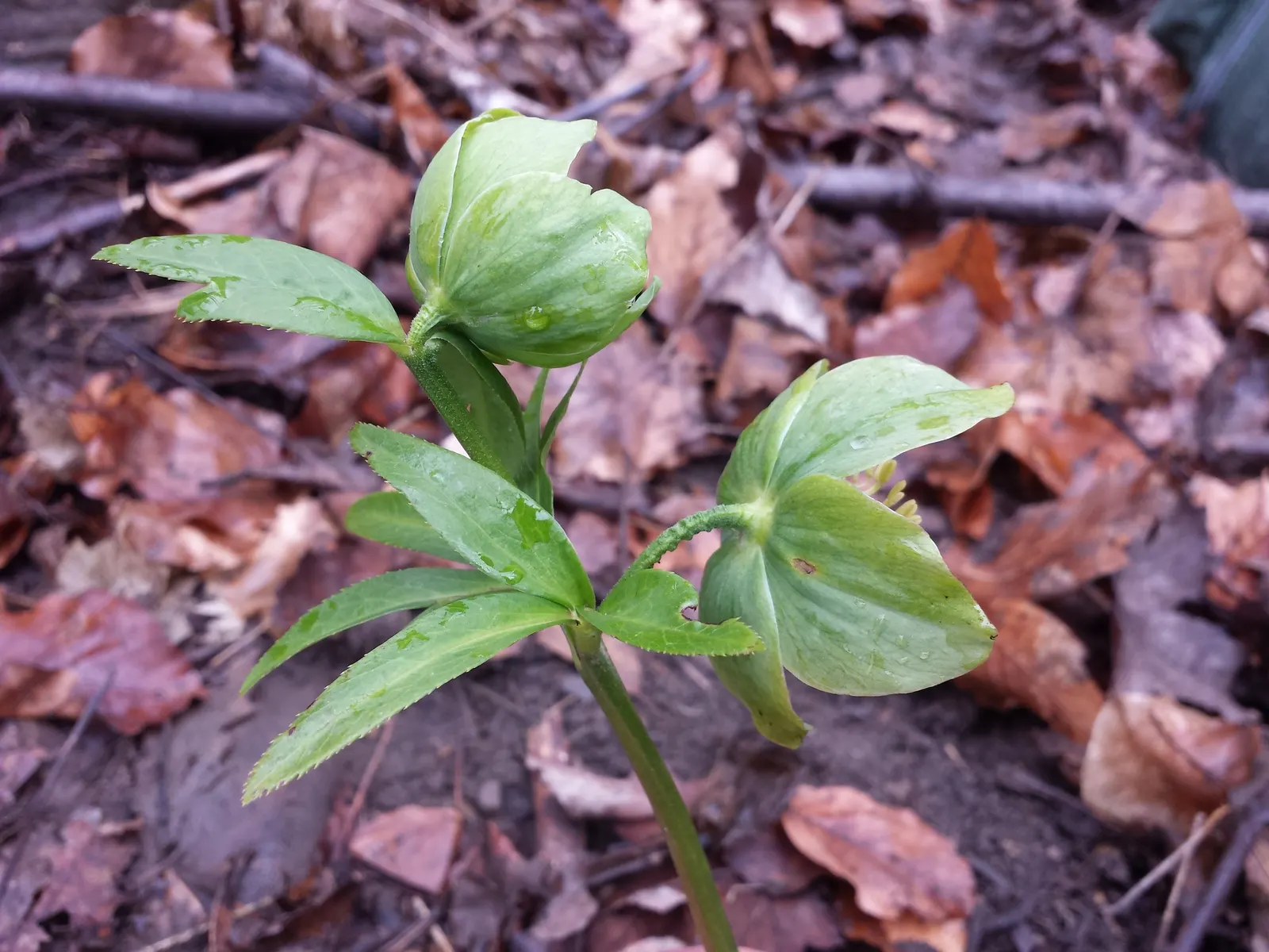 Lenten Rose (Helleborus Orientalis) — this perennial offers enduring structure; consider its potential as a ground cover or as an accent in, image 92