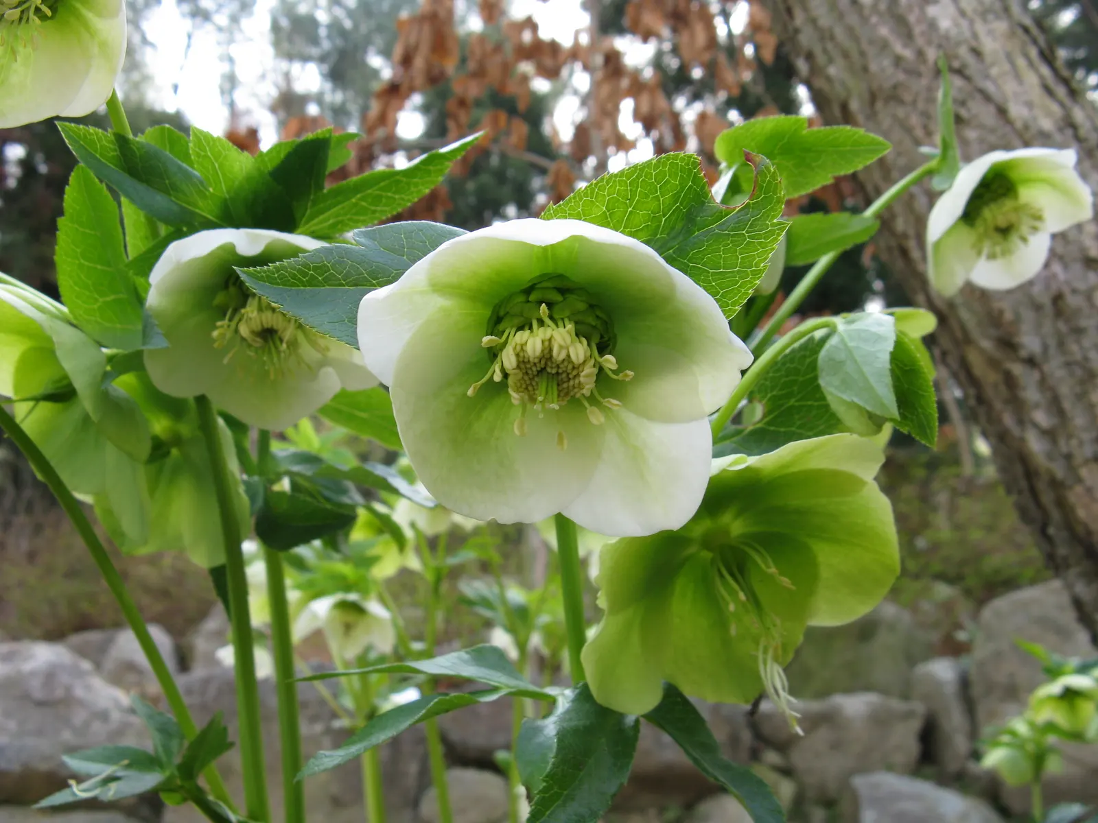 Lenten Rose (Helleborus Orientalis) — and a serene yet striking contribution to the seasonal garden tableau; perennial for half or shade