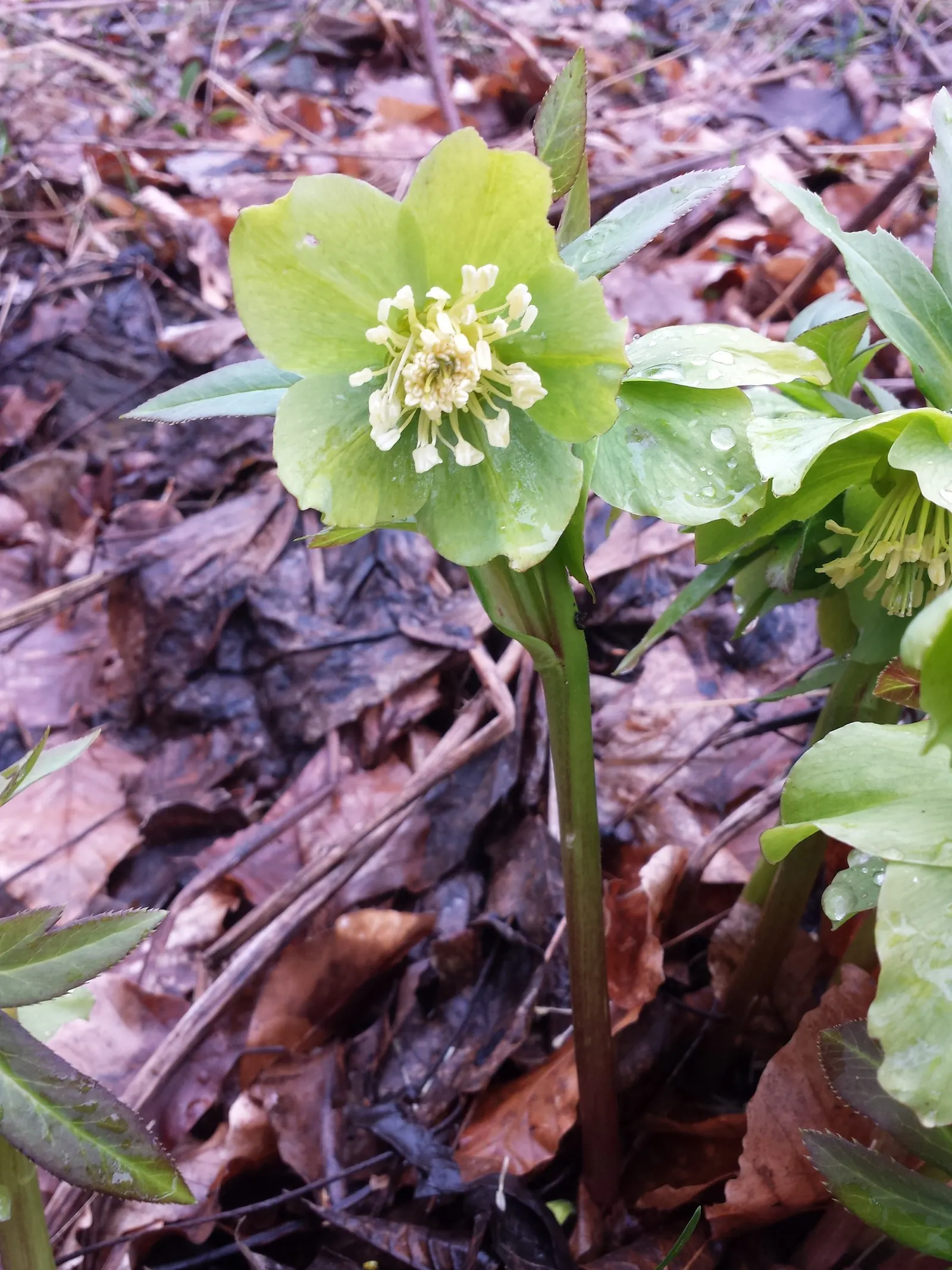 Lenten Rose (Helleborus Orientalis) — consider its potential as a ground cover or as an accent in woodland settings; this perennial offers enduring, image 65