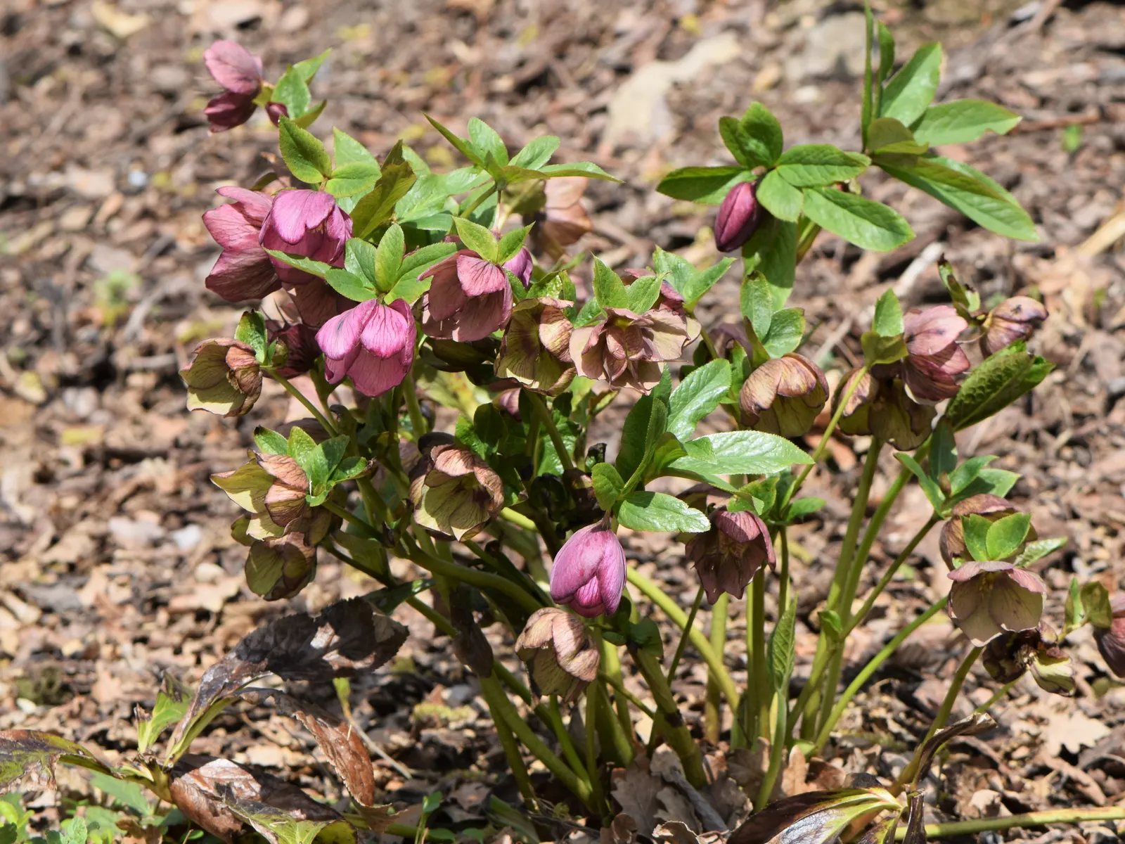 Lenten Rose (Helleborus Orientalis) — which bloom from February to April; with glossy, evergreen foliage, it thrives in partial to full shade and well-drained