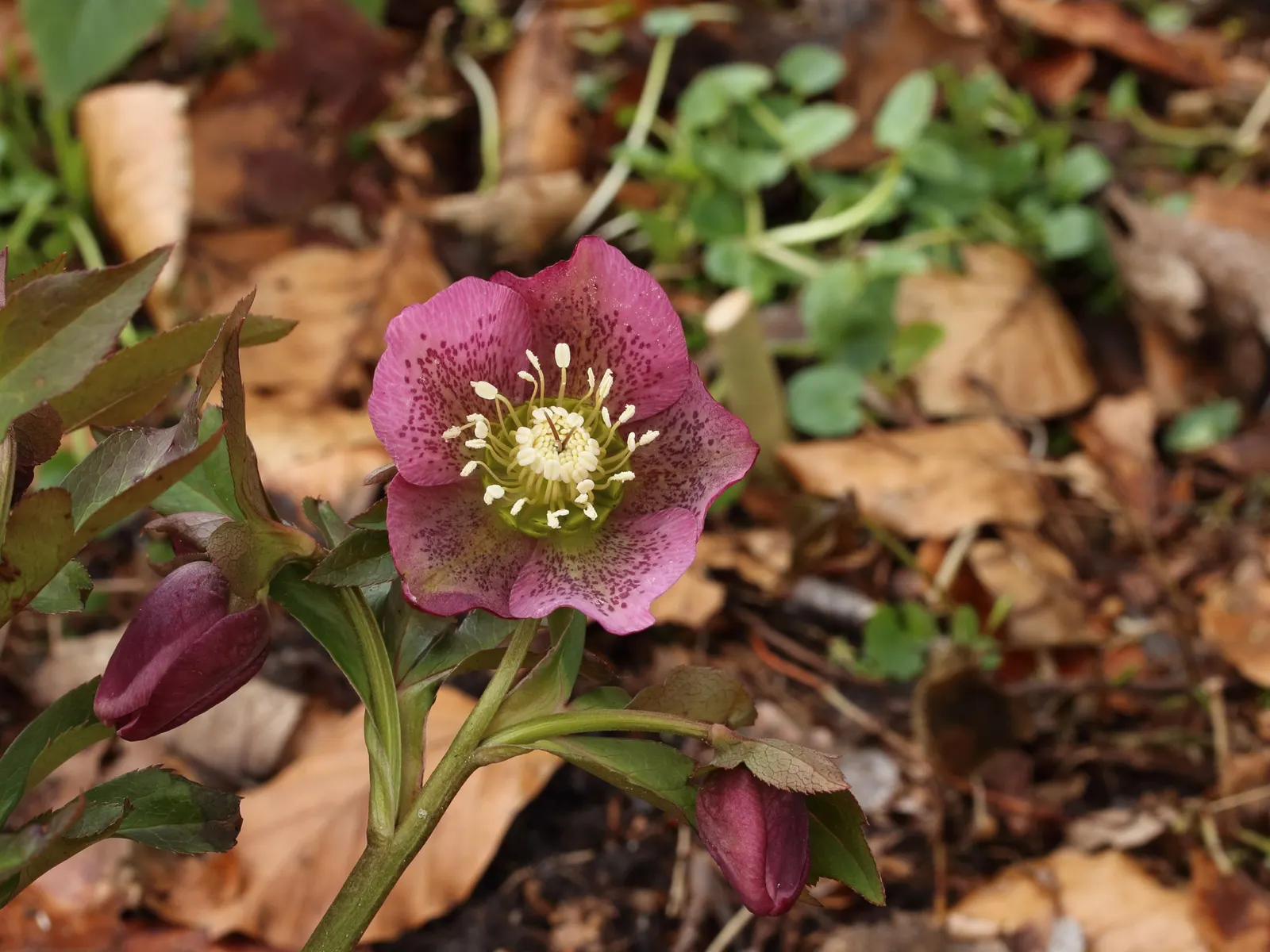 Lenten Rose (Helleborus Orientalis) — With glossy, evergreen foliage, it thrives in partial to full shade and well-drained soil; which bloom from, image 50